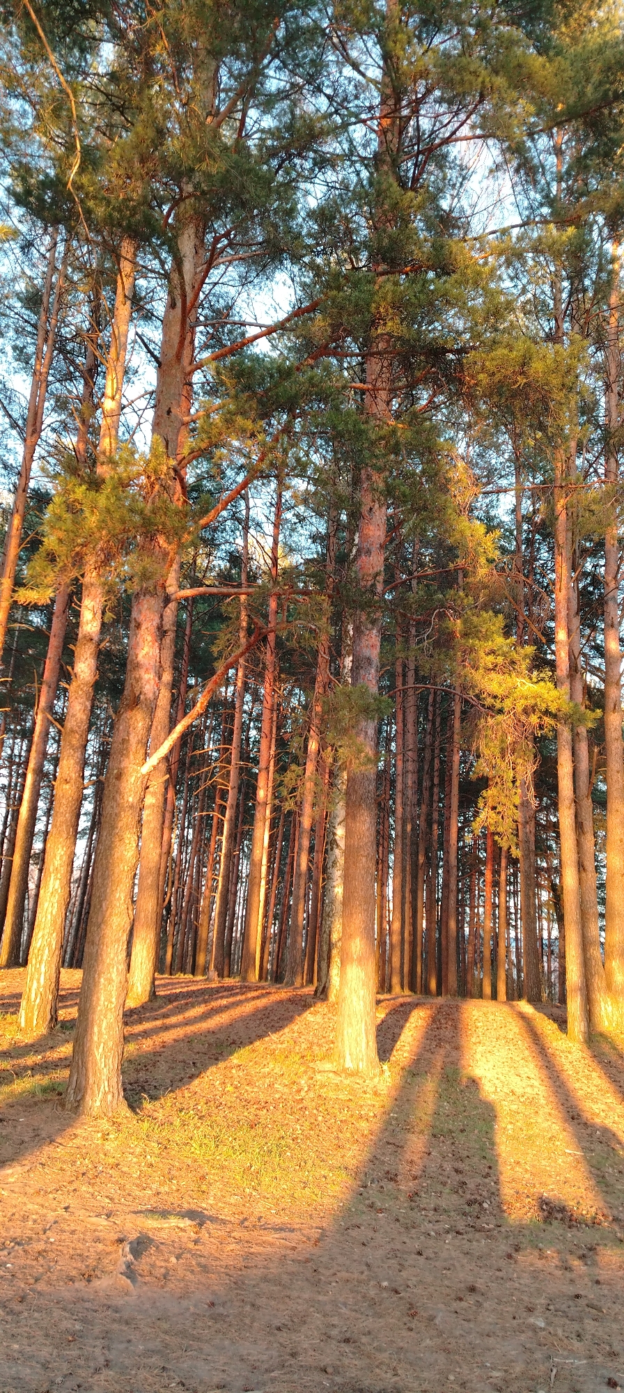 The image depicts a dense forest of tall, slender pine trees in Unknown, Unknown. The trees are illuminated by a warm, golden light, likely from the setting or rising sun. The light casts long shadows across the ground, which is covered in pine needles and sparse grass. The tree trunks are reddish-brown, and their branches reach high into the sky, partially obscuring the view above. The sky visible through the branches is a pale blue. No people or animals are visible in the image. The scene conveys a sense of peace and tranquility in a natural environment.
