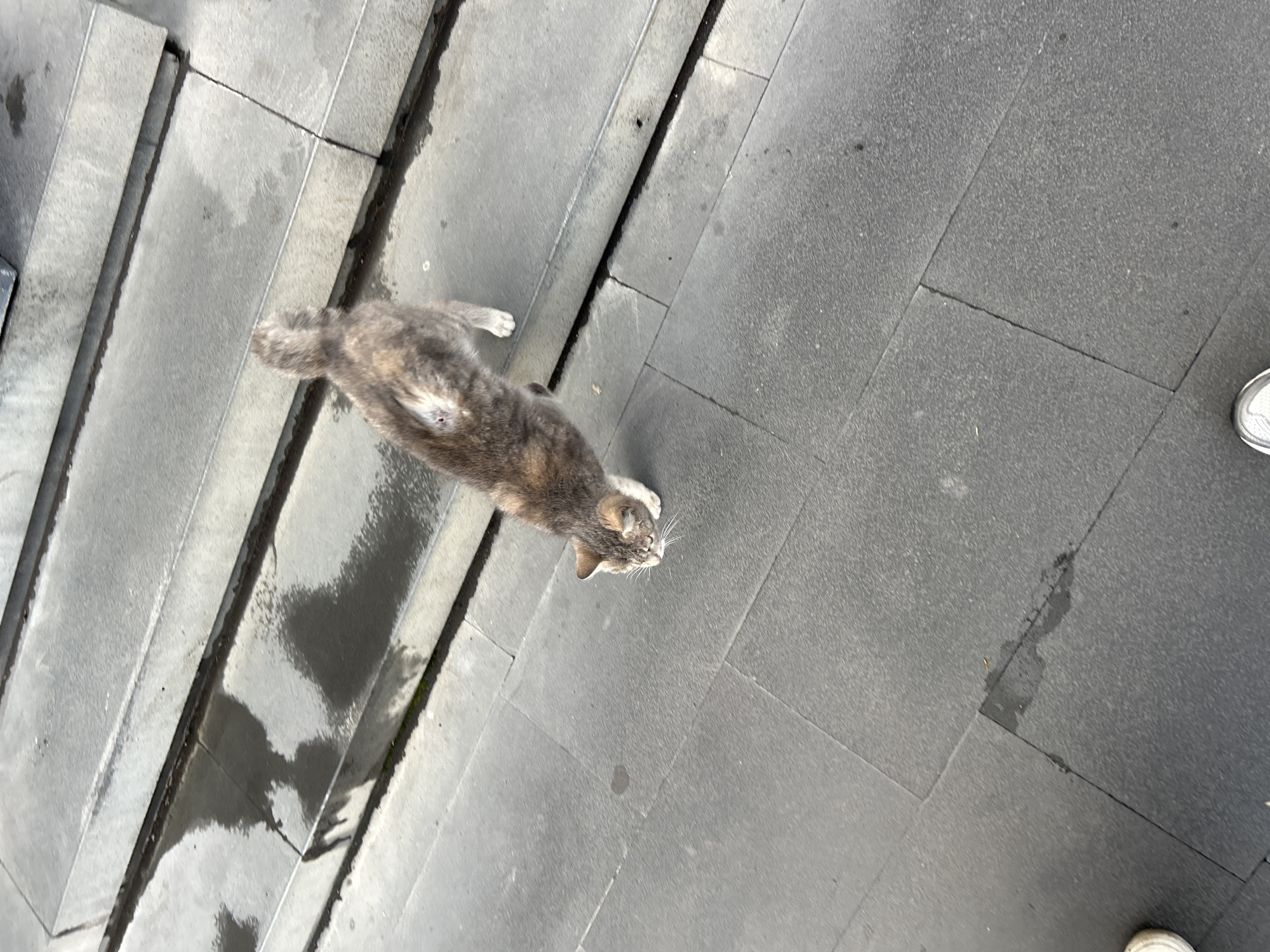 This overhead image captures a dilute calico or tortie cat walking on a wet, paved outdoor surface during the daytime in Yerevan, Armenia. The cat, exhibiting patches of grey, white, and light brown fur, is positioned centrally, moving towards the left of the frame with its head slightly tilted to the right. Its underside is visible due to the elevated perspective.
The ground is composed of large, dark grey square or rectangular tiles, some of which appear to form a series of steps or a sloped pathway on the left side of the image. Numerous wet spots and small puddles are visible across the paving, indicating that the area is damp, likely from recent rain. A person's foot, clad in a white sneaker with grey accents, is partially visible in the bottom right corner, suggesting the photographer's presence and perspective. The lighting is natural and even, consistent with daylight hours. No discernible text is present in the image. The scene portrays a tranquil moment of a street cat navigating its environment.