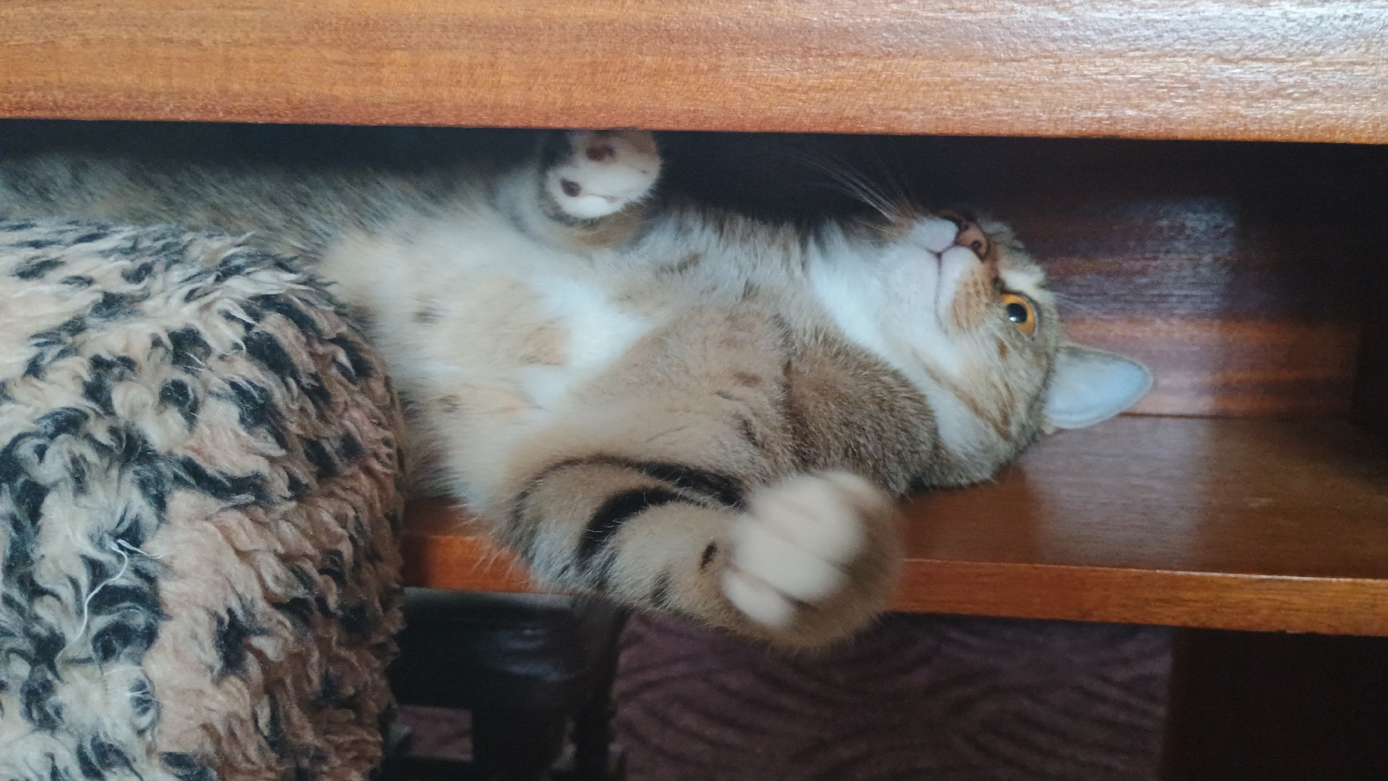 A tabby cat is lying on its back on a fuzzy blanket, tucked into a wooden shelf. The cat has orange eyes and is looking upwards. Its paws are visible, one of which is extended. The background consists of dark wood shelving. The image was taken indoors and is not associated with the city of Sokolov, Czechia.