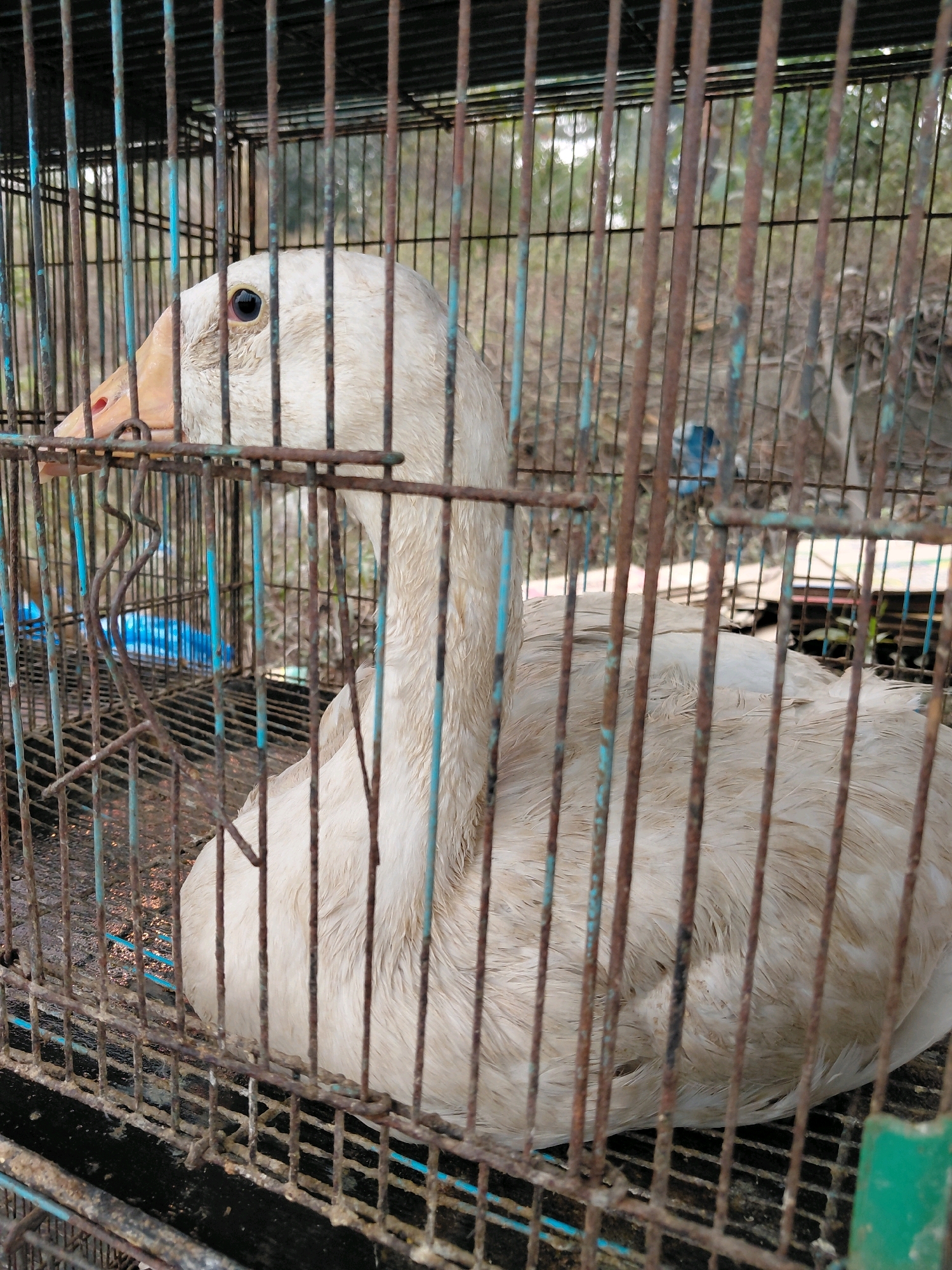 A white goose is housed in a rusty metal cage in a dusty outdoor environment, likely in Persiapan Sumber Sari, Indonesia. The goose is facing left, with its head slightly tilted down. Its eyes are dark, and its beak is orange. The cage bars are thick and weathered, with some showing signs of rust. The background is blurred, but appears to be a natural setting with trees and vegetation. There is a blue plastic container visible inside the cage, possibly holding water or food. The ground within the cage appears to be a mix of dirt and possibly some debris. The overall impression is one of confinement and a somewhat neglected environment.