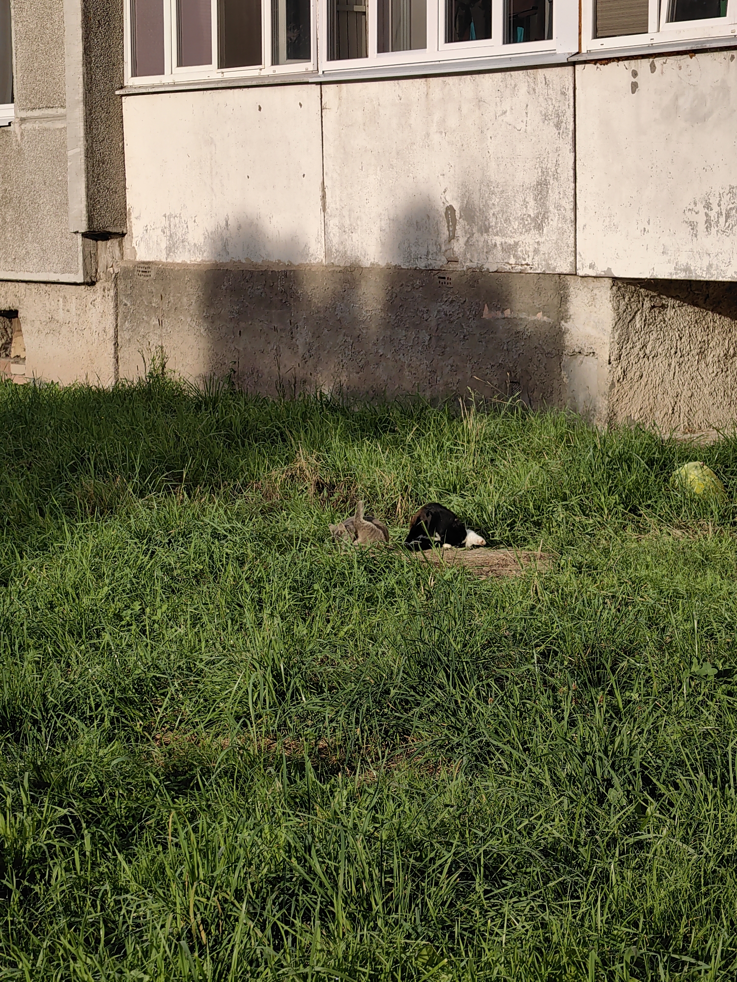 A medium shot depicts two cats in a grassy area in front of a residential building in Fanipal, Belarus. The building has a concrete lower portion and an upper portion with windows. The grass is tall and green, with some patches of dry earth visible. One cat, predominantly black with white markings on its chest and face, is lying down with its head resting on the ground. The second cat, grey and striped, is partially visible to the left of the black and white cat. The sun casts shadows from the building onto the grass, creating a dappled effect. A yellow object, possibly a ball, is visible in the grass on the right side of the image.