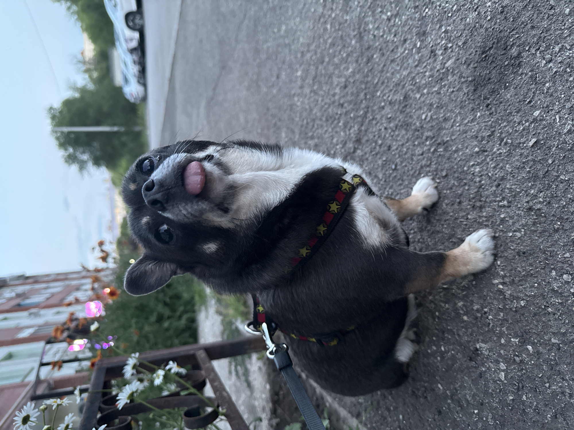 An eye-level, medium shot captures a black and tan mixed-breed dog with its tongue sticking out, sitting on an asphalt sidewalk. The dog is wearing a black and red harness with yellow stars. Behind the dog, on the left side of the frame, is a black metal bench with white daisies and orange flowers. In the background, a brick building with white trim is visible, along with several parked cars on a street. The sky is overcast and appears to be dusk. The scene is located in the city of Otradny, Russia.