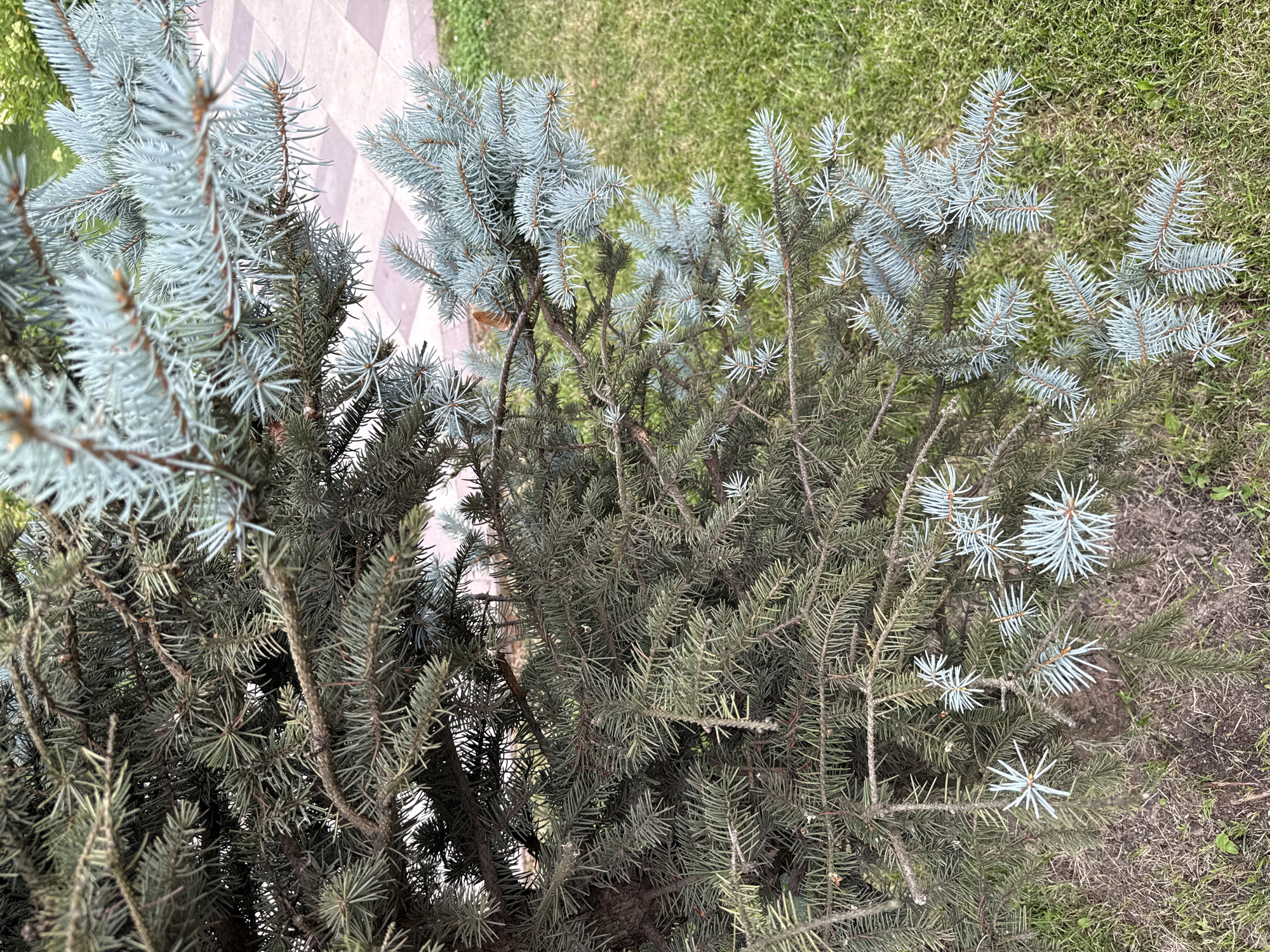 A close-up, medium-shot image shows the branches of a conifer tree with two distinct colorations of needles: a darker green on the left and a lighter, silvery blue on the right. The tree's needles are short and pointed, arranged densely on the branches. In the background, a paved area with a diamond pattern of light and dark tiles is visible to the right, bordered by a patch of vibrant green grass. The ground beneath the tree on the left is a mix of dry soil and sparse, brown vegetation. The overall scene depicts a section of an outdoor environment, possibly a park or garden, within a city. The image is taken from a slightly elevated angle, looking down onto the tree branches and the surrounding landscape. The lighting suggests an overcast day or shade, with diffused light illuminating the scene.