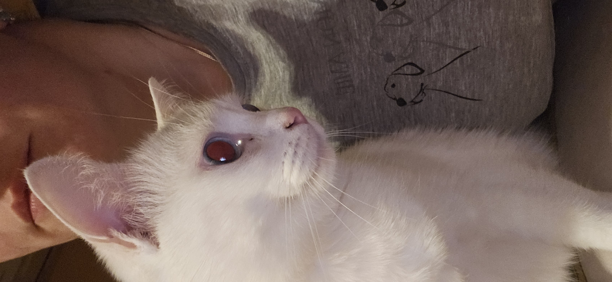 A close-up, medium shot shows a white cat with striking red eyes being held by a person. The cat's head is tilted upwards and to the left, revealing its white fur, pink nose, and long whiskers. The person, only partially visible, is wearing a grey t-shirt with a faint outline of a dog. The background is blurred and indistinct. There is no information available about the specific location of this image in Krasnodar, Russia.