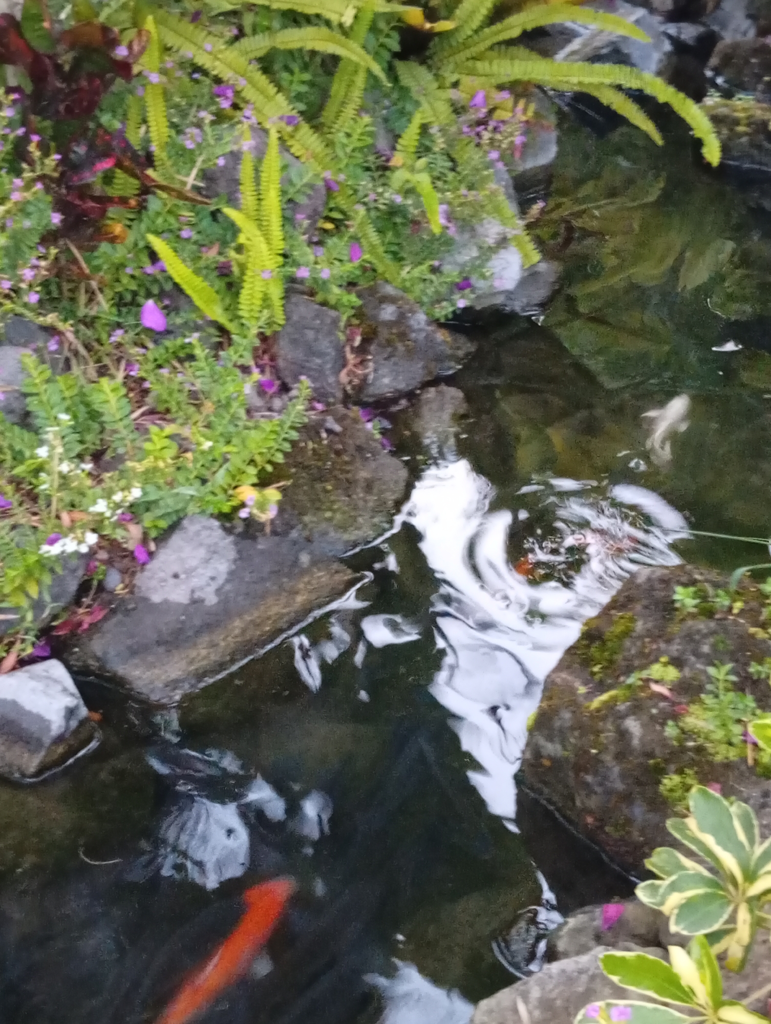 In Tampaksiring, Indonesia, an outdoor pond is visible, filled with dark water. The pond is surrounded by rocks and lush green vegetation, including ferns and small purple and white flowers. The water's surface displays ripples, suggesting movement. Several koi fish are present in the pond: one bright orange koi is swimming in the lower left, a pale white koi is visible near the upper right, and other fish, potentially also koi, are present in the darker sections of the water.
