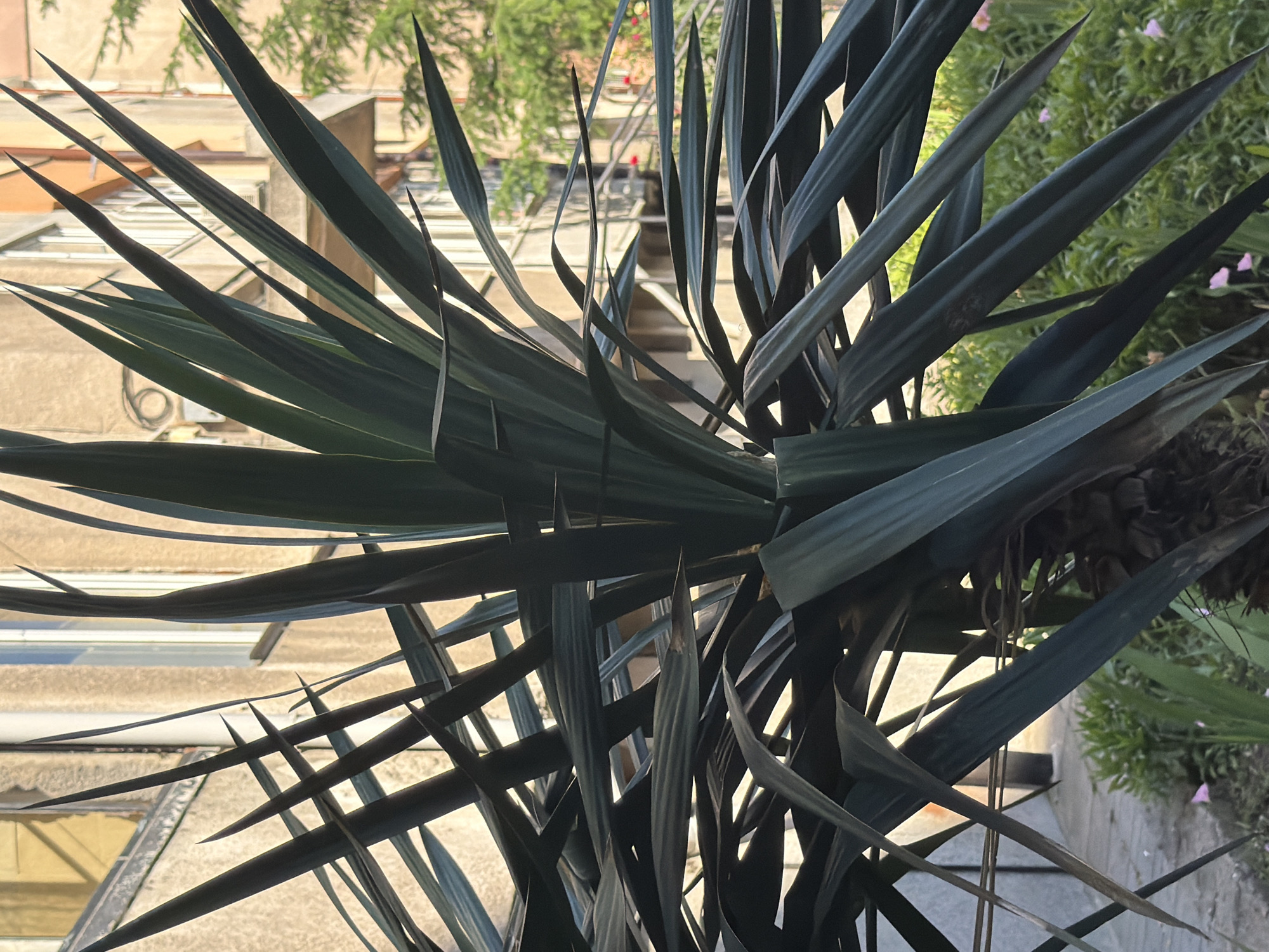 A close-up, vertical, eye-level outdoor shot focuses on the spiky, dark green leaves of a yucca plant in the foreground, with the leaves fanning out from the center. Behind the plant, a light-colored building with windows and an architectural detail is visible. Green trees and some pink flowers can be seen in the background. The scene appears to be a residential area within a city.