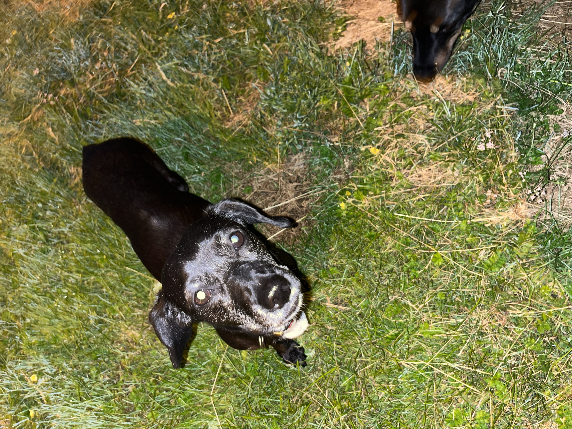 An overhead shot shows a black dog lying on a grassy area. The dog's head is tilted upwards, facing the camera, with its mouth slightly open. The dog has white fur around its muzzle and eyes, and its eyes are light-colored. The grass is green and appears wet, with some dried brown patches and small yellow flowers scattered throughout. Another dog's head is visible in the lower right corner of the frame. The image quality is somewhat grainy and appears to have been taken at night or in low light conditions. The location is not discernible from the image.