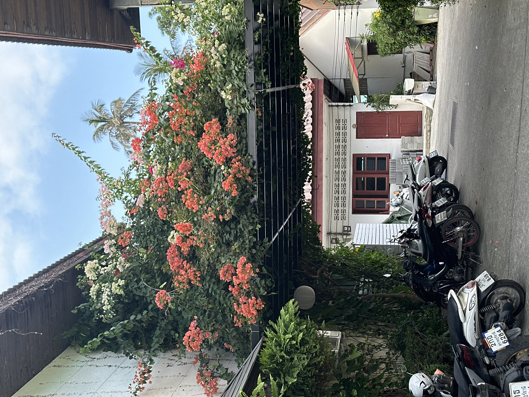 The image shows a street scene in Baan Chaweng Noi, Thailand. The view is oriented along a narrow paved road flanked by buildings.
On the left, a bougainvillea plant with orange, pink, and white flowers climbs a white-painted wall and a black metal fence. A coconut palm tree is visible behind the bougainvillea.
On the right side of the road, a white building with brown-framed windows and a brown door is visible. Various construction-related items and other household objects appear near the building. Several motorcycles are parked along the road.
The sky is visible at the top of the frame and is mostly clear with some wispy clouds.