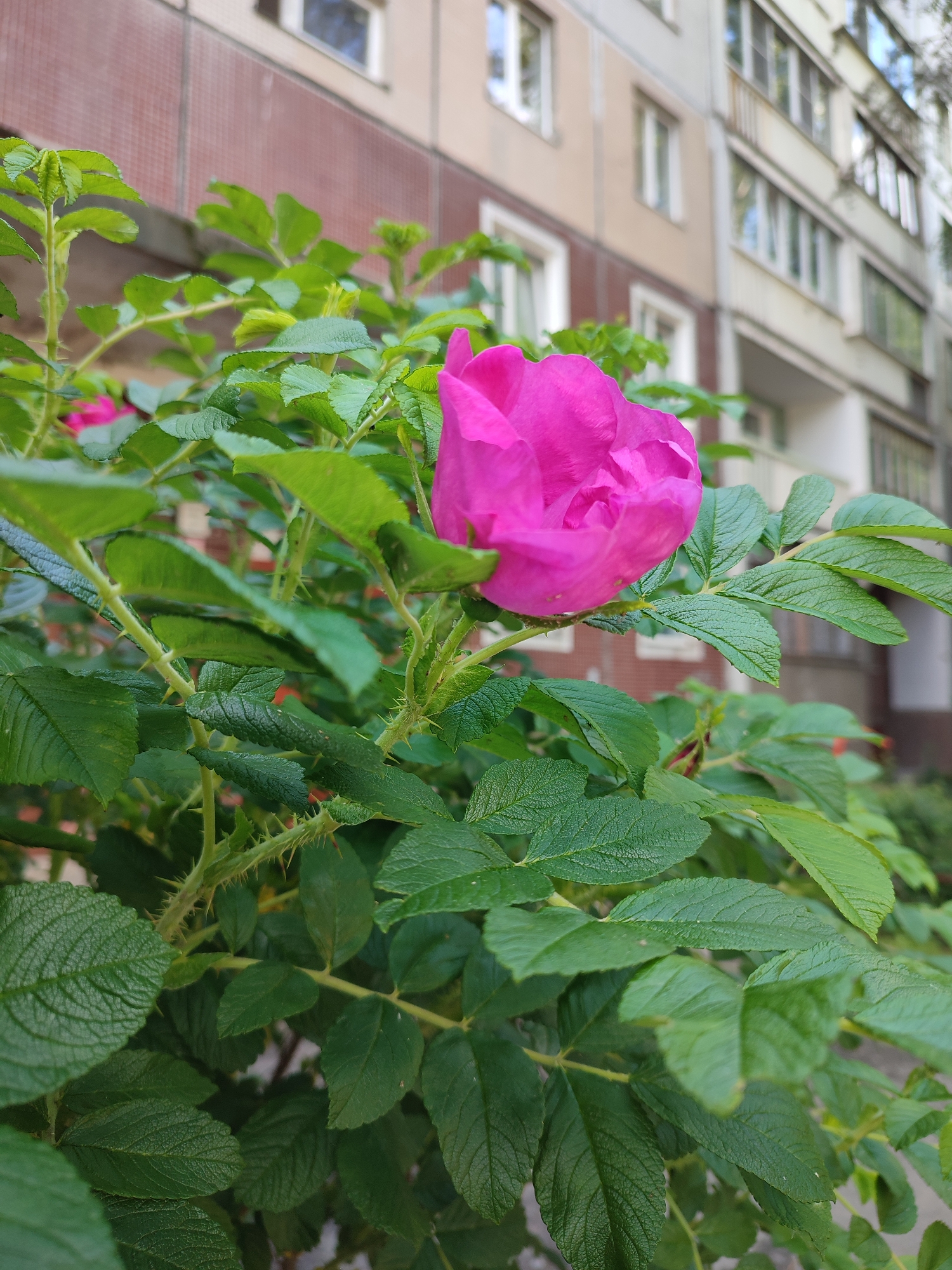 A bright pink rose, with delicate petals, blooms among the lush green foliage of a rose bush. The rose is the focal point of the image, its vibrant color contrasting with the muted tones of the background. Behind the rose bush, a building with a red brick facade is visible, suggesting an urban or suburban setting. The building has several windows, some of which reflect the sky. The overall impression is one of natural beauty thriving in an otherwise ordinary environment. The image appears to have been taken during daylight hours, with the lighting suggesting it could be morning or late afternoon. The presence of the rose bush and the building together indicates a location that is likely a residential area in Vsevolozhsk, Russia, where nature and urban life coexist. There is no visible text in the image.