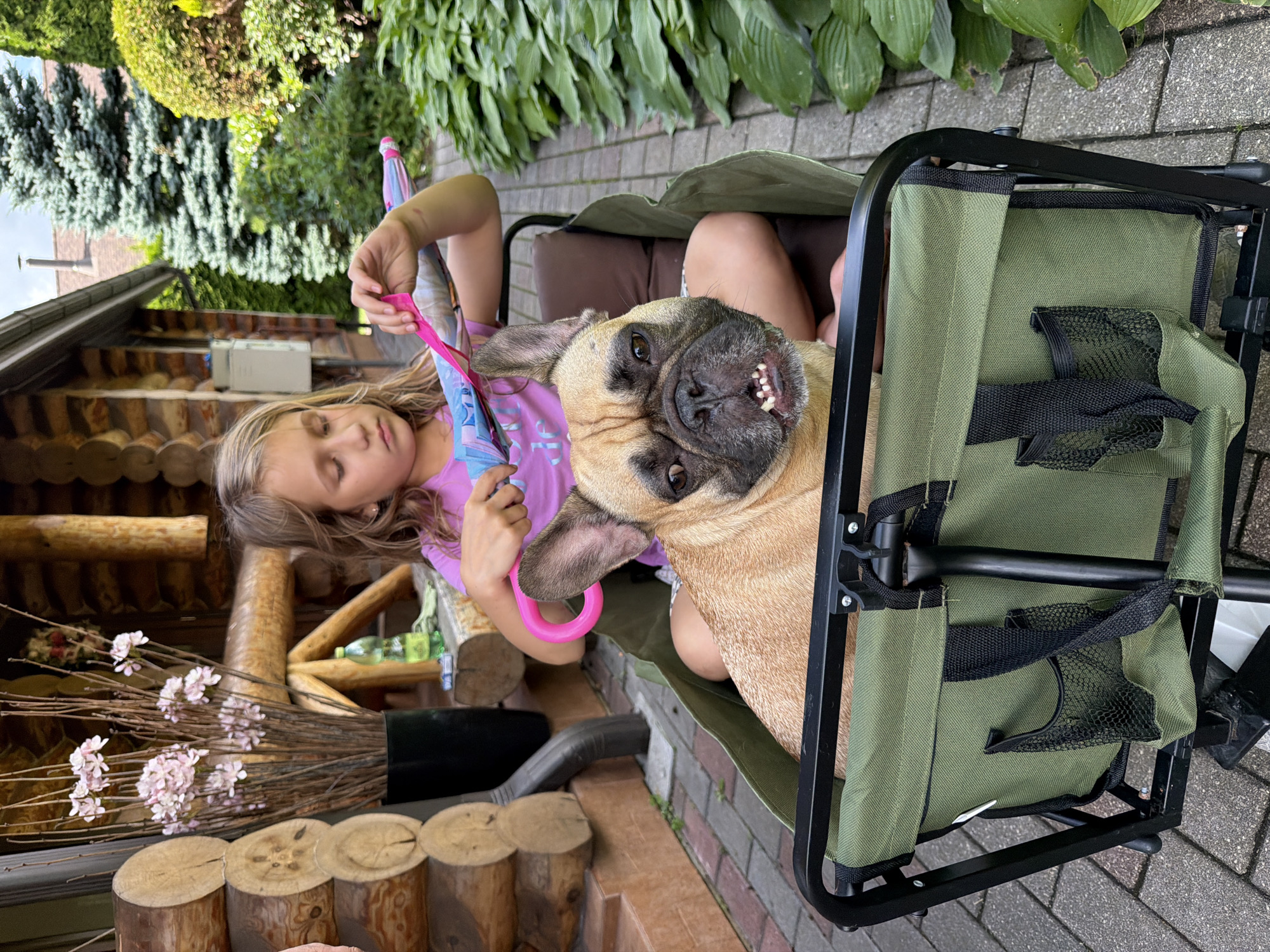 A young girl with blonde hair and a purple t-shirt sits in a green canvas wagon with a French bulldog. The girl is holding a small, folded umbrella. The French bulldog is tan with black markings and is looking directly at the camera. The wagon is on a brick pathway next to lush green foliage. In the background, a wooden cabin-style building and evergreen trees are visible. This scene is located in Baloži, Latvia, a town known for its proximity to nature and its characteristic wooden architecture.