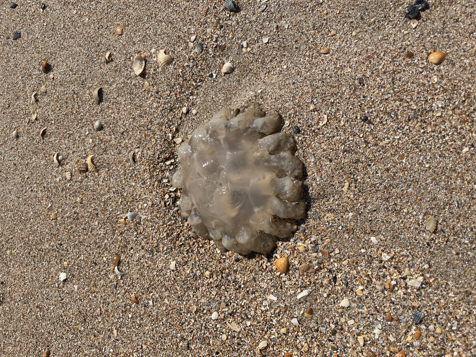 An aerial shot of a jellyfish on a beach in Dolzhanskaya, Russia. The jellyfish is translucent and bell-shaped, with a mass of tentacles. It is lying on a bed of sand and shells, with small pieces of seashell scattered around it. The sand is a light brown color, and the shells are a mix of white, brown, and gray. The lighting is bright and sunny, casting shadows on the sand.