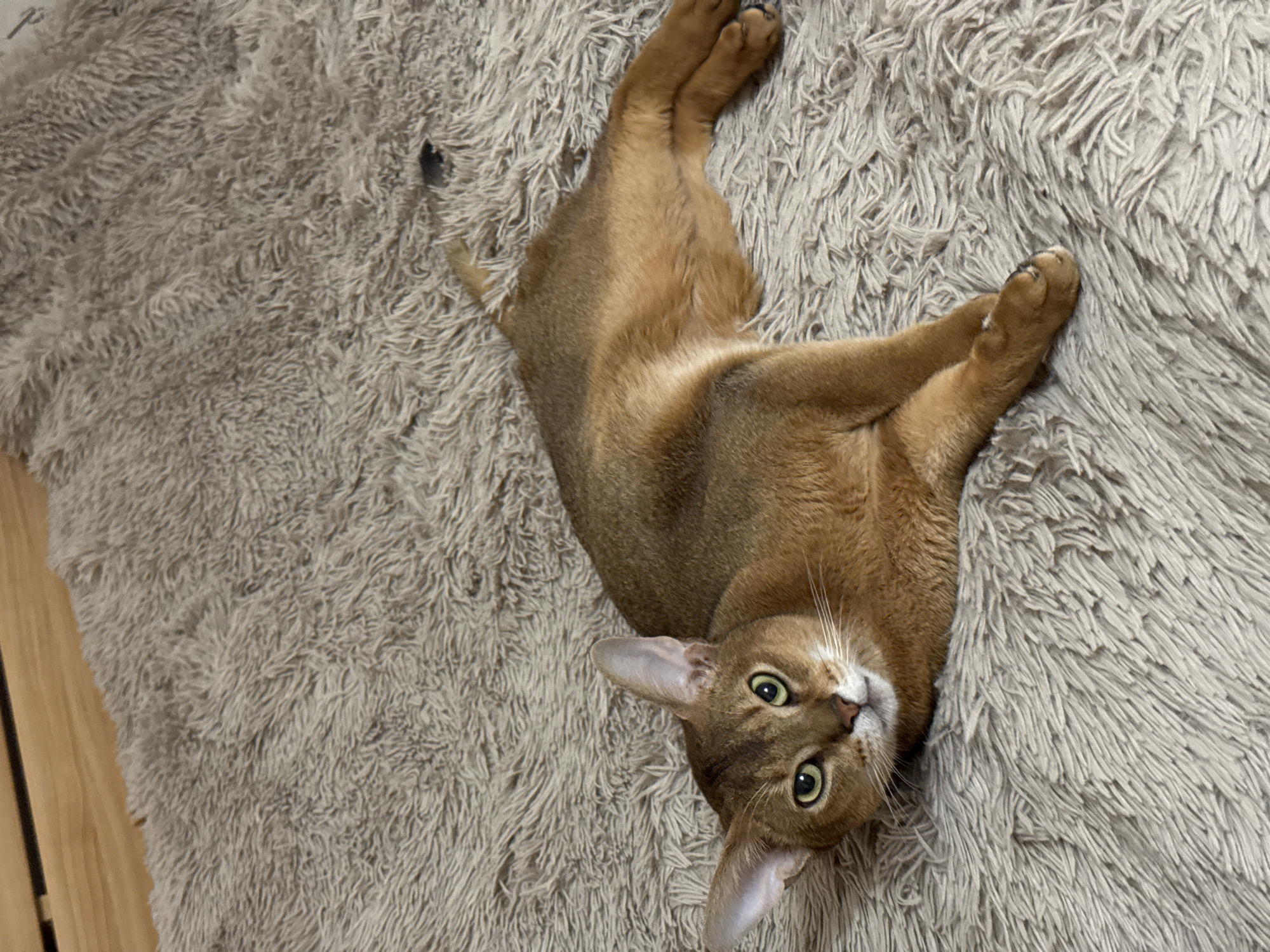 An Abyssinian cat with ruddy ticked fur, prominent large ears, and distinctive green eyes is depicted lying on its left side on a thick, shaggy, light beige or grey faux fur blanket or rug. The cat's head is turned towards the viewer, its gaze direct. Its front paws are tucked beneath its chest, while its hind legs are extended. In the upper left portion of the frame, a segment of light-colored wooden furniture, possibly a bed frame or headboard, is visible. A small, dark, irregular object rests on the fuzzy surface in the upper right quadrant, near the cat's tail. The scene takes place indoors. The image contains no visual information to confirm a specific location within the city of Chaikovsky, Russia.