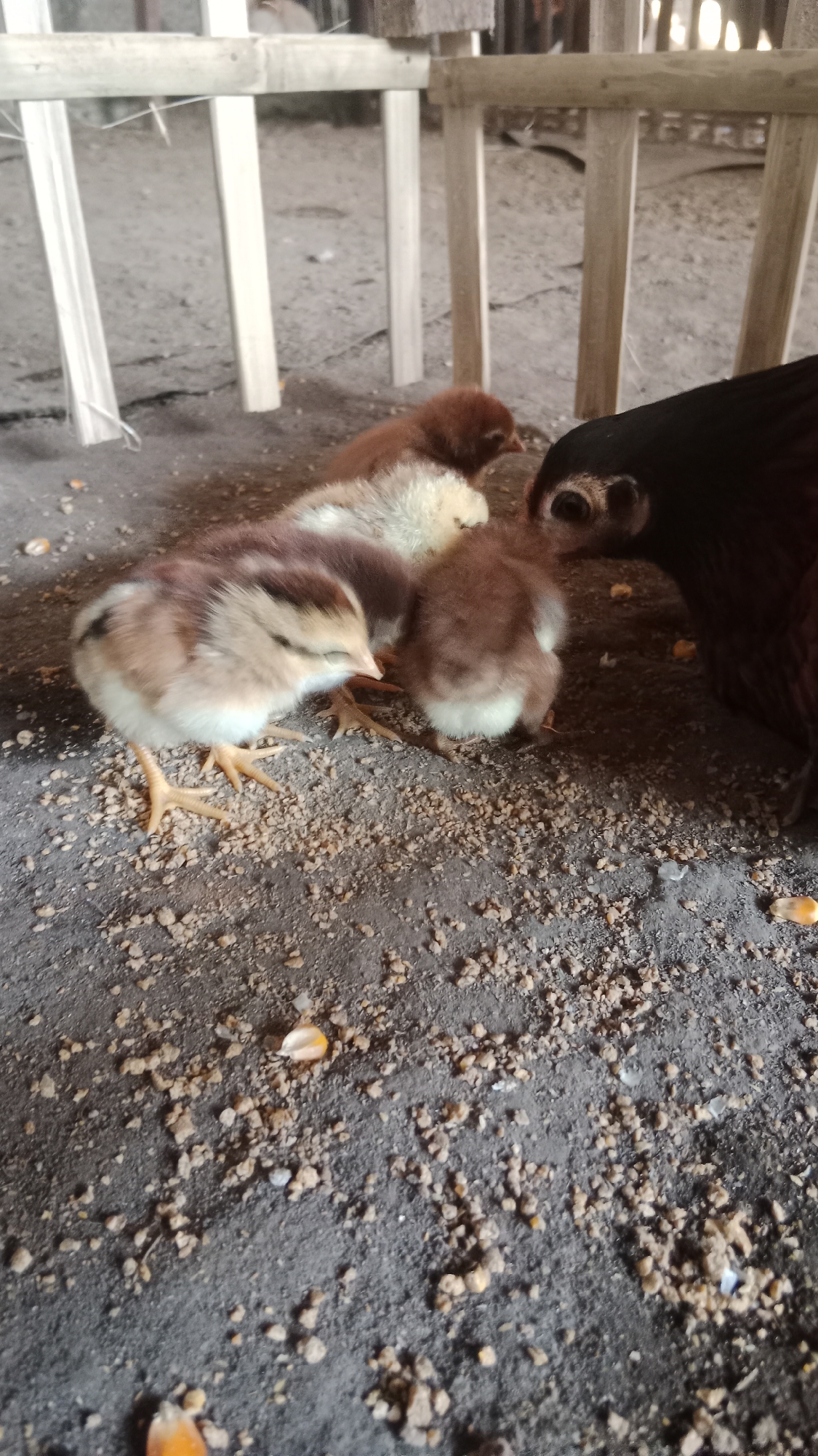 In Srono, Indonesia, a close-up, low-angle shot captures a scene of young chicks and their mother in a rustic enclosure. The ground is a mixture of dark soil and scattered animal feed, with a few kernels of corn visible. A wooden fence structure, made of rough-hewn planks and posts, forms the background, suggesting a humble farm or coop.

In the foreground, three fluffy chicks are clustered together. One chick, to the left, is light brown and white with visible yellow legs and feet. Another, behind it, is a darker reddish-brown. The third chick, in the center, is a mix of brown and white. To the right, the head and neck of an adult chicken, likely the mother, are visible. Her plumage is dark, almost black, and her eye is a prominent, dark orb. She appears to be interacting with the chicks, perhaps feeding or guarding them. The overall impression is one of domesticity and natural animal behavior within a simple agricultural setting.
