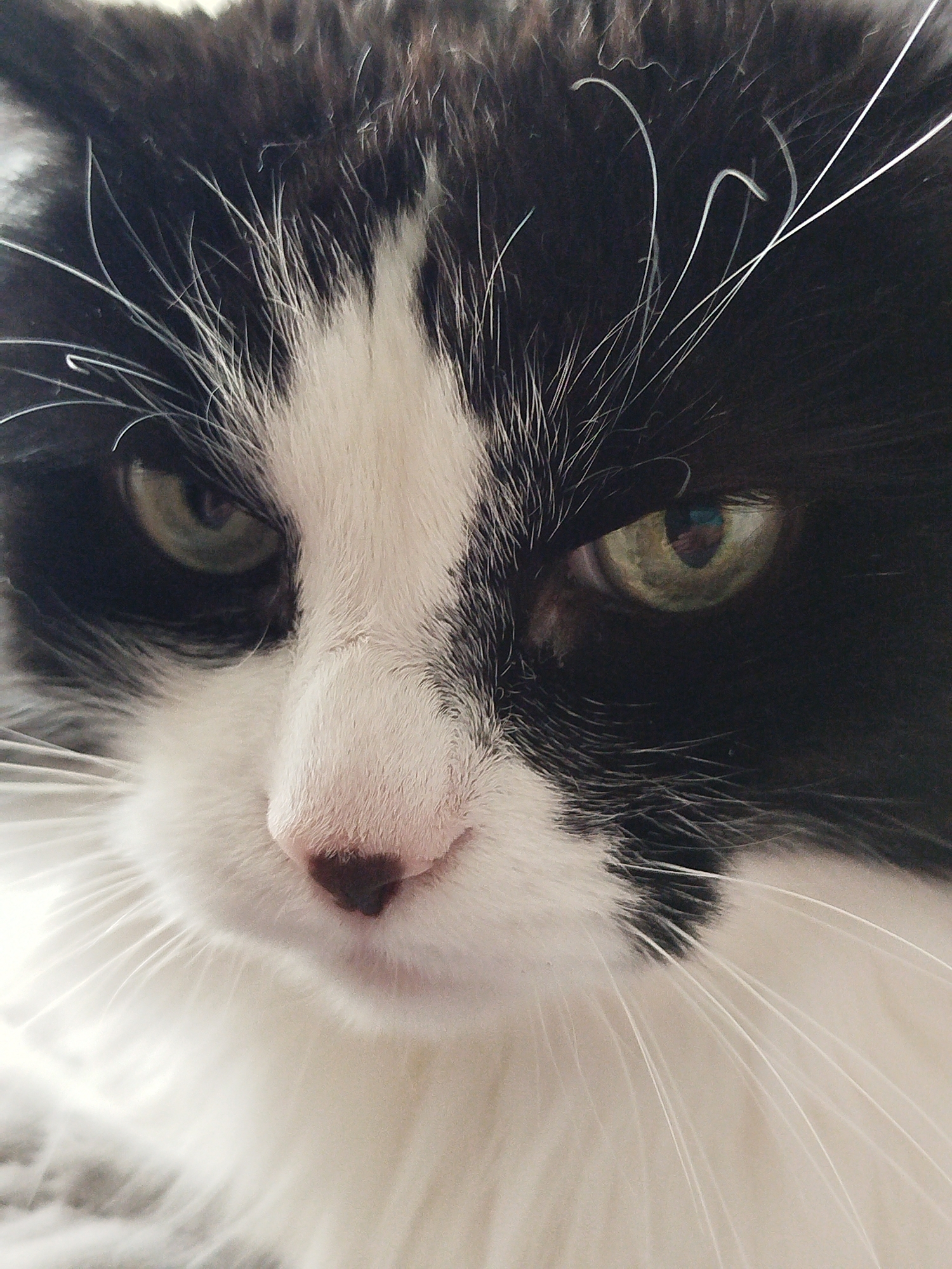 This is a close-up, head-on, eye-level, medium shot photograph of a black and white cat's face. The cat is facing forward with its eyes open and looking directly at the camera. Its gaze is intense and direct. The cat has a black and white coat, with black fur on its head and around its eyes, and white fur on its nose and muzzle. Its whiskers are long and white and fan out from its muzzle. The cat's nose is pink and appears to be dry. The background of the image is blurred and out of focus, but it appears to be a neutral, indoor environment. There are no other subjects or objects visible in the image. The lighting is soft and even, highlighting the texture of the cat's fur and the detail of its eyes. The image is sharp and in focus, capturing the cat's features with clarity.
