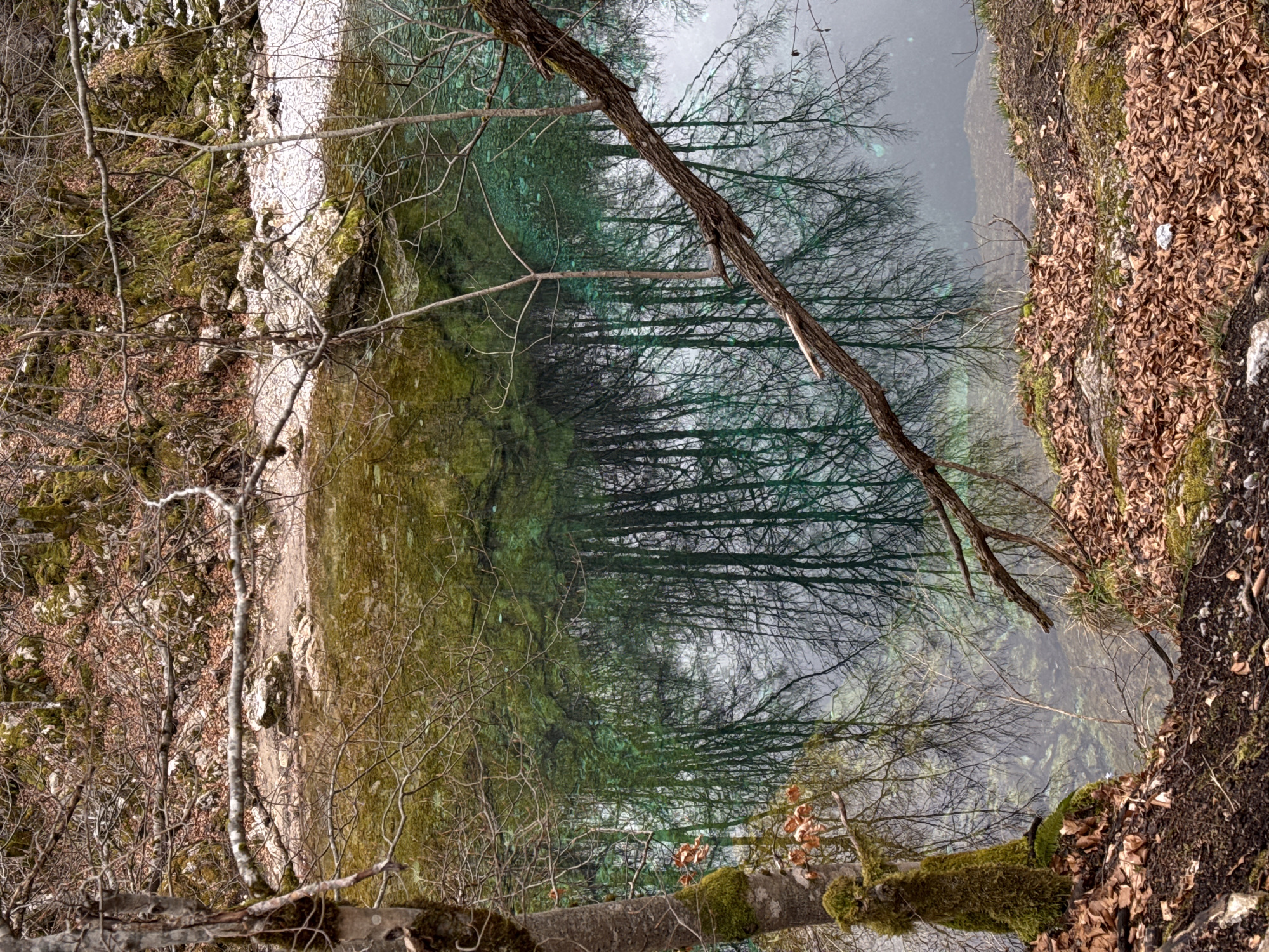 The image depicts a landscape in Vusanje, Montenegro, with trees reflected in a body of water. The banks of the water feature natural vegetation and leaf litter. Bare branches are visible against the reflective surface.