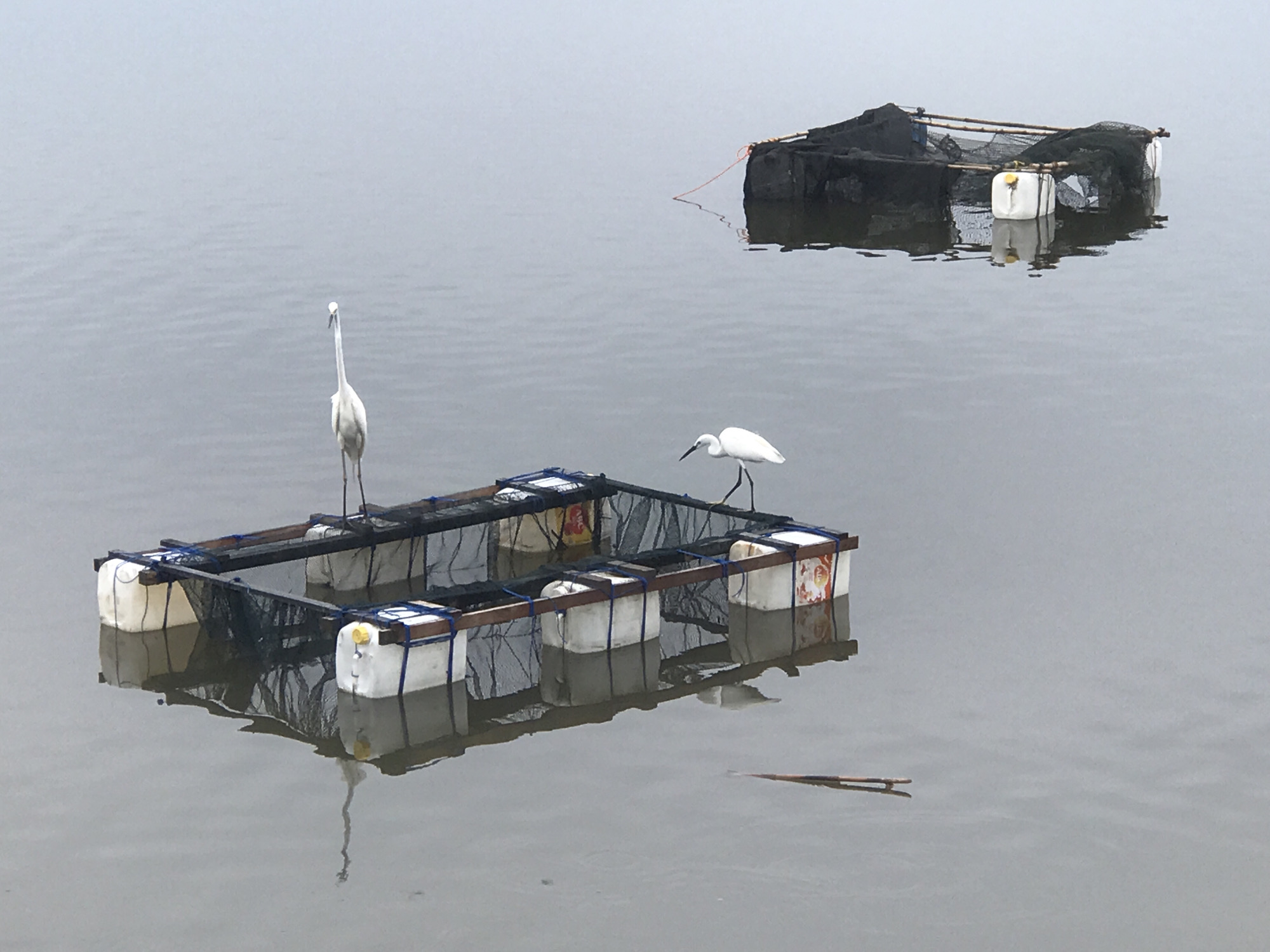 Two rectangular floating structures are in the water. Each appears to be constructed with a frame supported by white, plastic containers. Both are covered with netting. A large white bird stands on the structure in the foreground. Another large white bird stands on the structure on the right. Sticks appear to float in the water at the bottom right of the image. The photograph depicts part of a fish farm in Lhokseumawe, Indonesia.