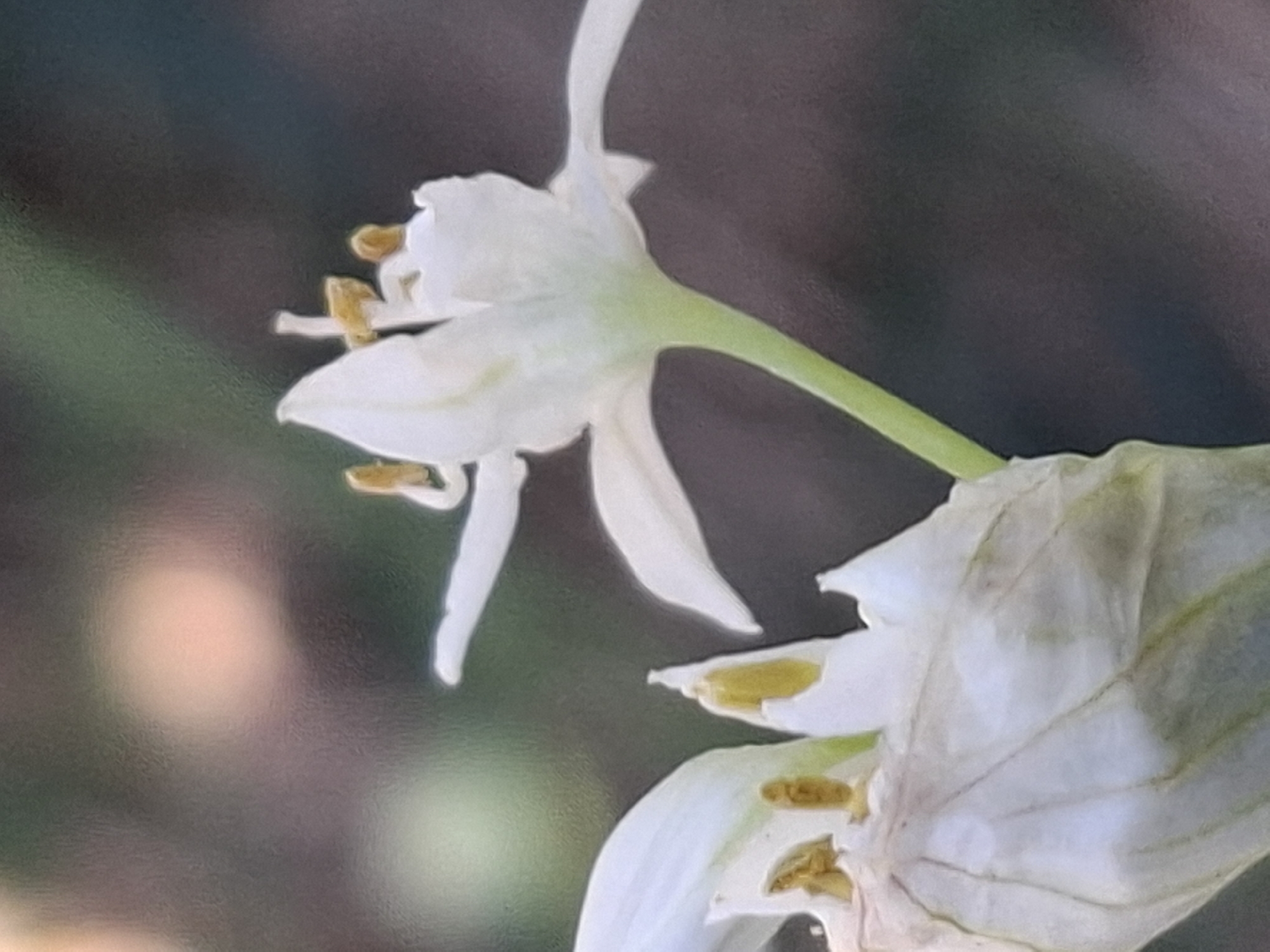 The image displays a close-up view of two white flowers with yellow stamens against a blurred background of muted green and brown tones, suggesting an outdoor environment. The flowers appear delicate, with some petals unfurling and others still partially closed. The lighting is soft, highlighting the textures of the petals and the fine details of the stamens. There are no people, animals, or man-made objects visible in the frame. The scene is natural and tranquil. Without further information or context, it is impossible to determine the specific location within Almaty, Kazakhstan.