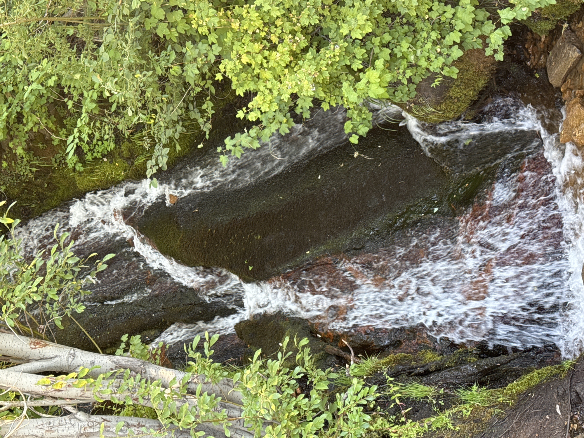 A small waterfall cascades down a dark, moss-covered rock face, surrounded by lush green foliage. The water is white and foamy as it tumbles over the rocks. To the left of the waterfall, several pale tree trunks with light gray bark are visible, with green leaves growing from their branches. To the right of the waterfall, a dense cluster of bright green leaves and branches fills the frame. The scene appears to be in a natural setting, likely a park or a wooded area, given the presence of trees and vegetation. The image is taken from a slightly elevated perspective, looking down at the waterfall. The overall impression is one of a serene and natural environment.
