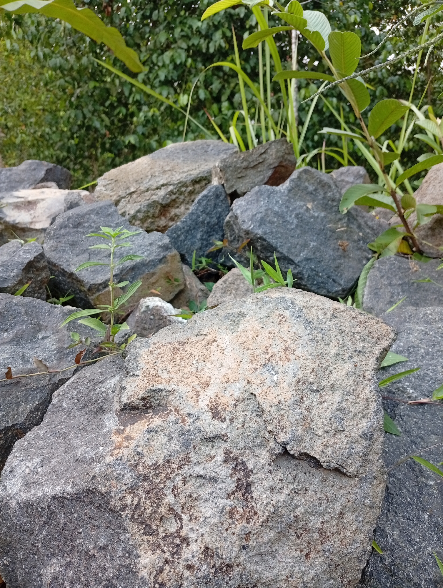 This is a close-up, ground-level photograph of a pile of large, dark grey rocks in a natural setting. Some of the rocks have lighter tan or brown patches. Small green plants and blades of grass are growing in and around the rocks, suggesting an outdoor environment, possibly in a rural area or a park. In the background, out-of-focus green foliage and trees are visible. The lighting suggests it is daytime, with natural light illuminating the scene. There are no people or animals visible in the image. The specific location in the city of Cisitu, Indonesia, cannot be determined from the visual information provided in the image.