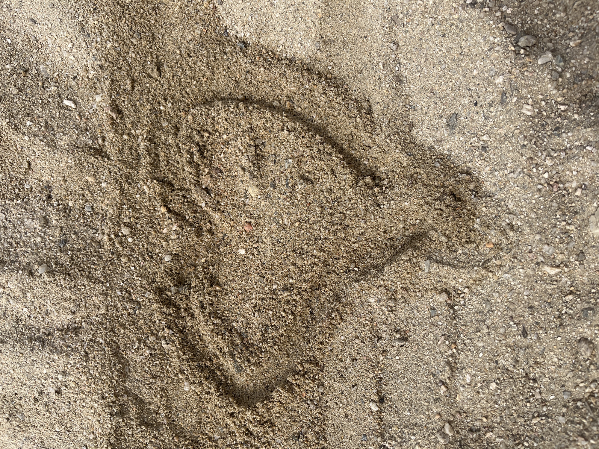 The image shows an impression in sand. The sand is a mix of fine particles and small pebbles. The impression is vaguely horseshoe-shaped with a trailing mark that could be interpreted as a tail or extension. There is no information available in the image to confirm the location is Sainte-Maxime, France, or provide further context about the scene. No people, other subjects, objects, actions, or interactions are visible.