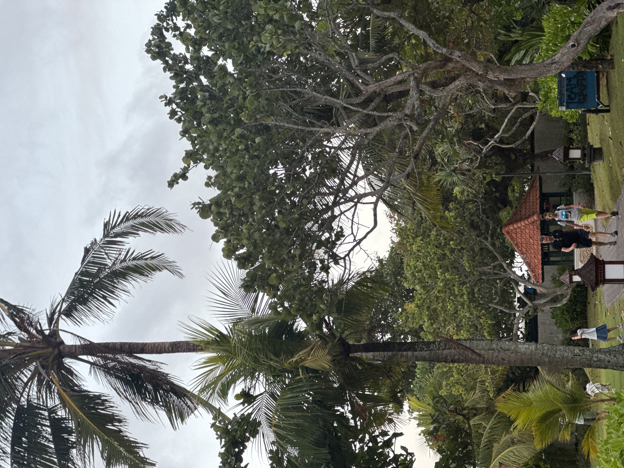 In Kuta Selatan, Indonesia, a cloudy day is depicted with lush vegetation dominating the frame. A tall palm tree stands prominently on the left, its fronds reaching towards the overcast sky. To its right, a large tree with gnarled branches spreads its canopy, partially obscuring other foliage. In the mid-ground, a small, red-tiled pavilion with an open structure is visible, suggesting a sheltered seating area. Two people, an adult male and a younger person, are walking on a paved path in the foreground. The adult male is wearing a dark polo shirt and shorts, while the younger person is in a light-colored t-shirt and bright yellow shorts. Further left, two individuals, possibly children, are playing on a grassy area. Another path with decorative lanterns lines the area. A blue cart with some writing on it is situated to the right of the path, near the large tree. The overall environment suggests a park or resort setting.
