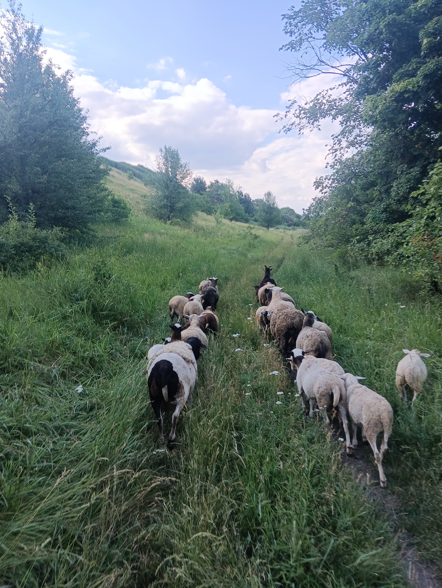 A flock of sheep walks in single file on a dirt path through a grassy field. The sheep are of various colors, including white, black, and brown. They are walking away from the camera, heading towards a wooded area. The sky is blue with some white clouds. The environment appears to be rural, with trees and hills in the background. The time of day appears to be daytime, possibly late afternoon, given the lighting conditions.