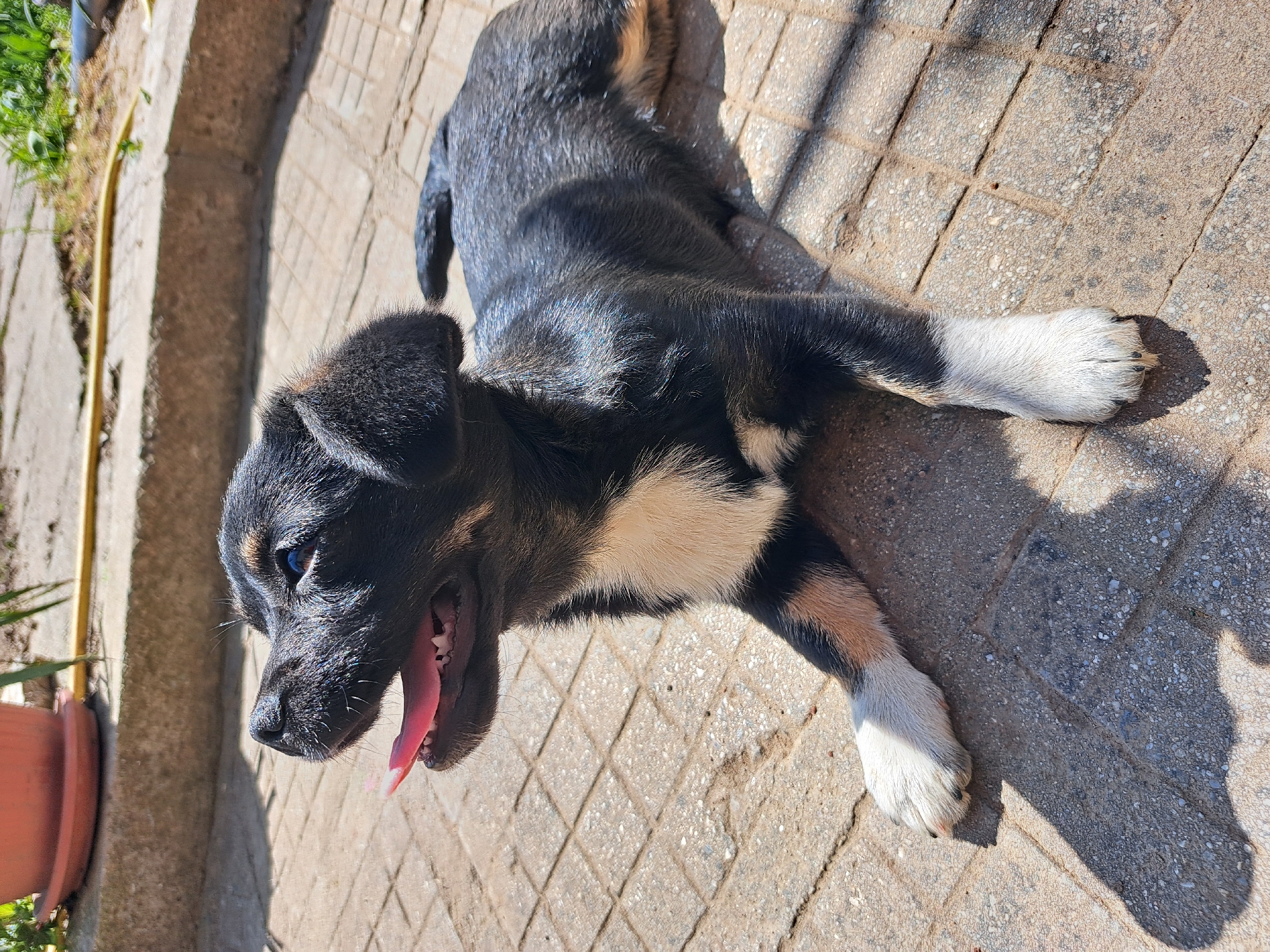 A medium-sized puppy is lying on a paved surface, likely a patio or walkway, in an outdoor setting. The puppy has a predominantly black coat with tan markings on its legs and face, and a white chest. The paws are white. The puppy's mouth is open, and its pink tongue is visible. The ground is made of rectangular paving stones. To the left, there is a terra cotta colored pot and a raised concrete edge. The lighting suggests it is daytime, with shadows cast by the puppy and potentially nearby objects. Based on the location, the puppy may be in or near Chepintsi, Bulgaria.