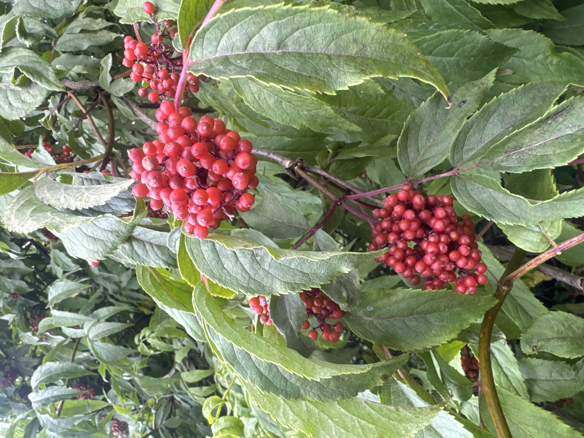 The image is a close-up, eye-level shot of branches laden with clusters of small, round, bright red berries, characteristic of elderberries. The berries are tightly packed on thin, dark red stems, forming umbrella-like shapes. They are glossy and appear wet, suggesting recent rain. The berries are surrounded by numerous large, serrated green leaves, some of which show subtle signs of discoloration or spotting. The foliage is dense and creates a backdrop of various shades of green. The lighting is overcast, contributing to the soft, diffused light in the image. There are no people or animals visible. The scene appears to be an outdoor environment, likely in a natural or garden setting. Based on the location provided, this image was captured in the city of Les Rousses, France, likely a natural landscape or garden within the municipality.