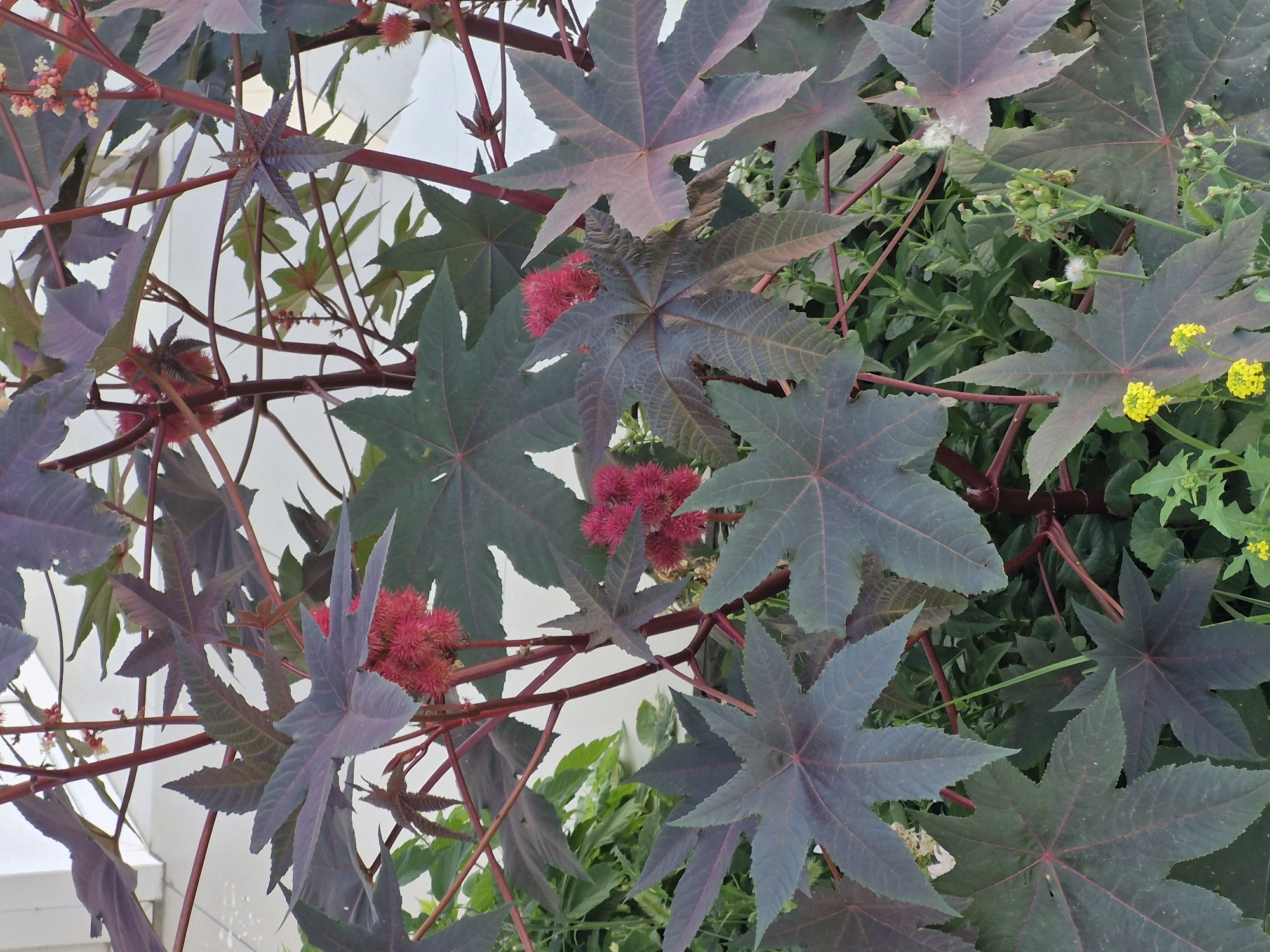 The image depicts a close-up view of a castor bean plant (Ricinus communis) with large, palmate leaves, some of which are a deep reddish-purple. Spiky, reddish-pink seed pods are visible among the foliage. The plant's stems are a deep red. Small clusters of white and pinkish flowers can be seen, along with some developing seed capsules. Yellow flowers of another plant are present in the lower right corner, and some fluffy white seed heads are also visible. The background consists of a light-colored surface, possibly a wall or building, and a dense green undergrowth. There are no people or animals in the image. The scene is an outdoor environment, likely a garden or park setting within the city of Kokshetau, Kazakhstan, given the context provided. The lighting suggests it is daytime.