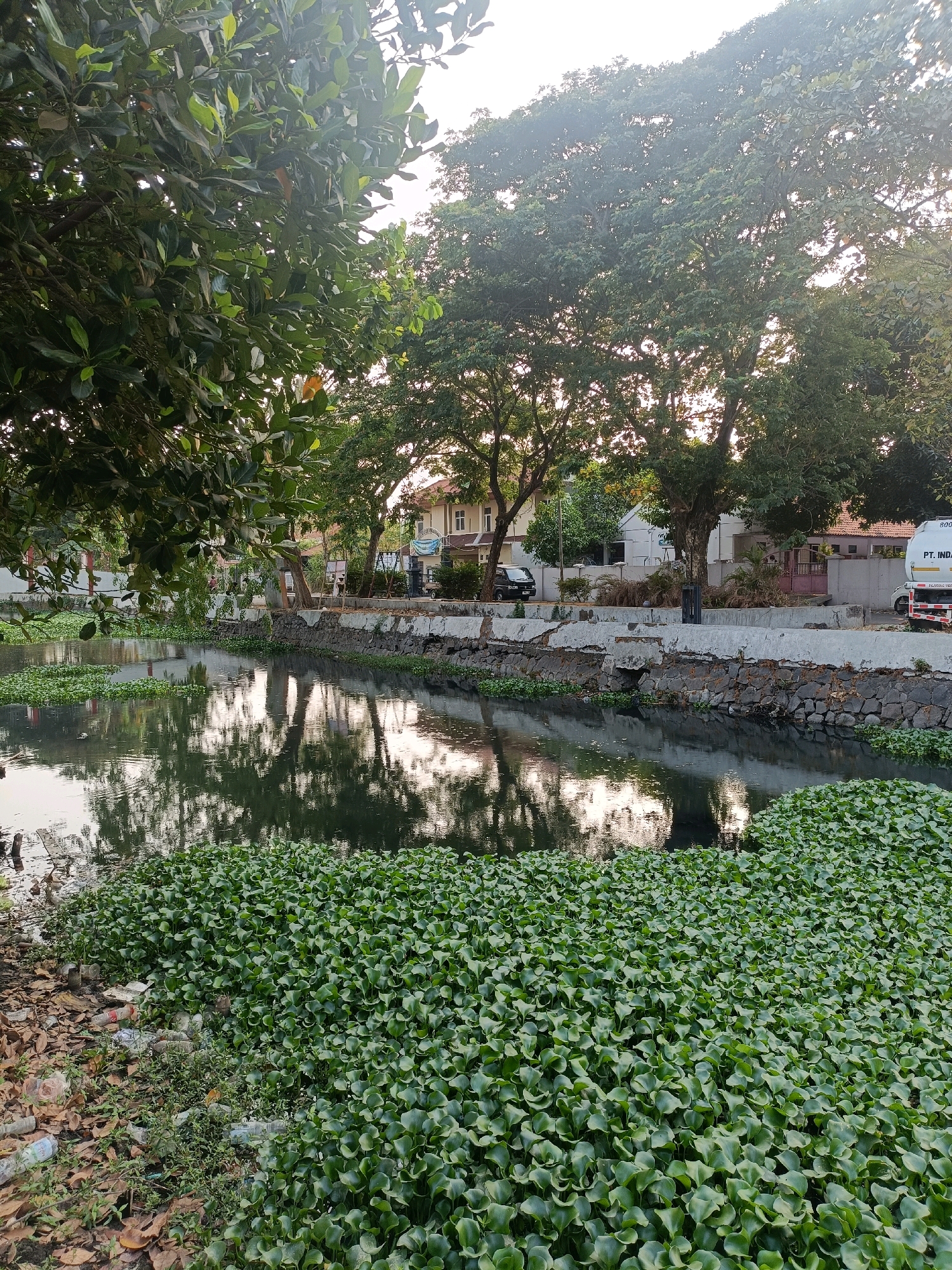 The image depicts a canal in the city of Semarang, Indonesia, choked with water hyacinths. The canal is lined with a stone and concrete embankment. On the far side of the canal, several buildings are visible, including a multi-story residential building and a smaller, single-story structure. Trees line the canal and the area behind the buildings, with lush foliage casting reflections on the water. In the foreground, the water hyacinths cover a significant portion of the canal's surface, with some scattered debris and dried leaves visible on the bank. A truck with "PT. INDO" printed on its side is parked on the road beyond the embankment. The overall impression is of an urban canal scene with significant aquatic vegetation and some signs of human activity and litter.