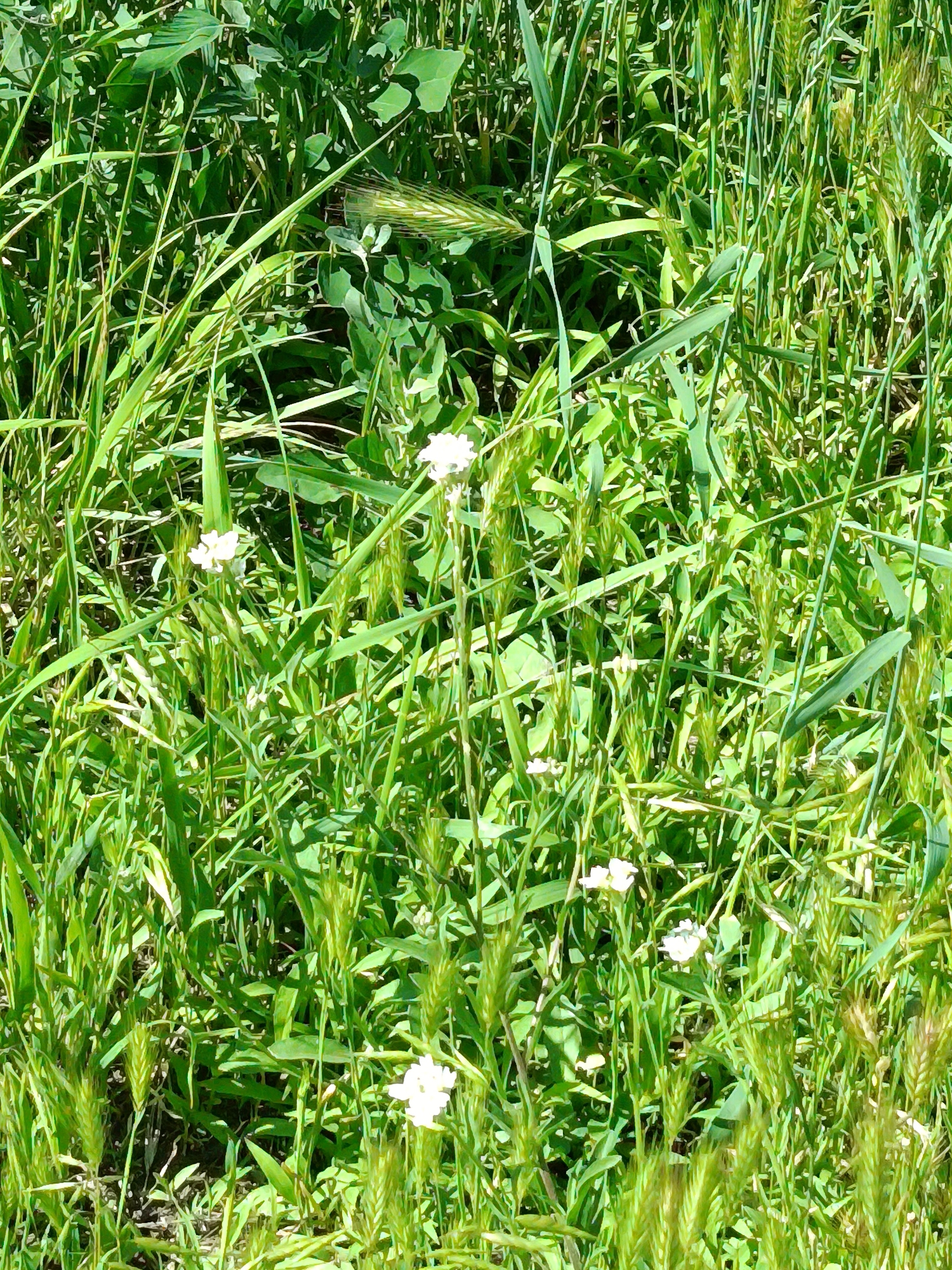 This media file depicts a close-up view of a field of tall green grass and wildflowers. The scene is lush and verdant, with various shades of green dominating the frame. Several small white flowers with delicate petals are scattered throughout the grass, some in bloom and others as buds. The grass itself appears to be a mix of different types, with some blades long and slender, while others are thicker and have seed heads. There are also some broader, darker green leaves visible amongst the grass, suggesting the presence of other plant species. In the upper left portion of the image, a single mature grass seed head, with a brownish hue and a feathery appearance, stands out against the green.
The lighting suggests it is daytime, with bright sunlight filtering through the foliage, creating highlights and shadows that add depth to the scene. The overall impression is one of a natural, overgrown meadow or field. There are no people or man-made objects visible, focusing solely on the vegetation. The texture of the grass and flowers is intricate, with many fine details observable. The image captures a sense of natural abundance and the quiet beauty of a wild landscape. There is no visible text in the image. Based on the provided location context, this scene could be representative of a meadow or field in Kyiv, Ukraine, during the warmer months.