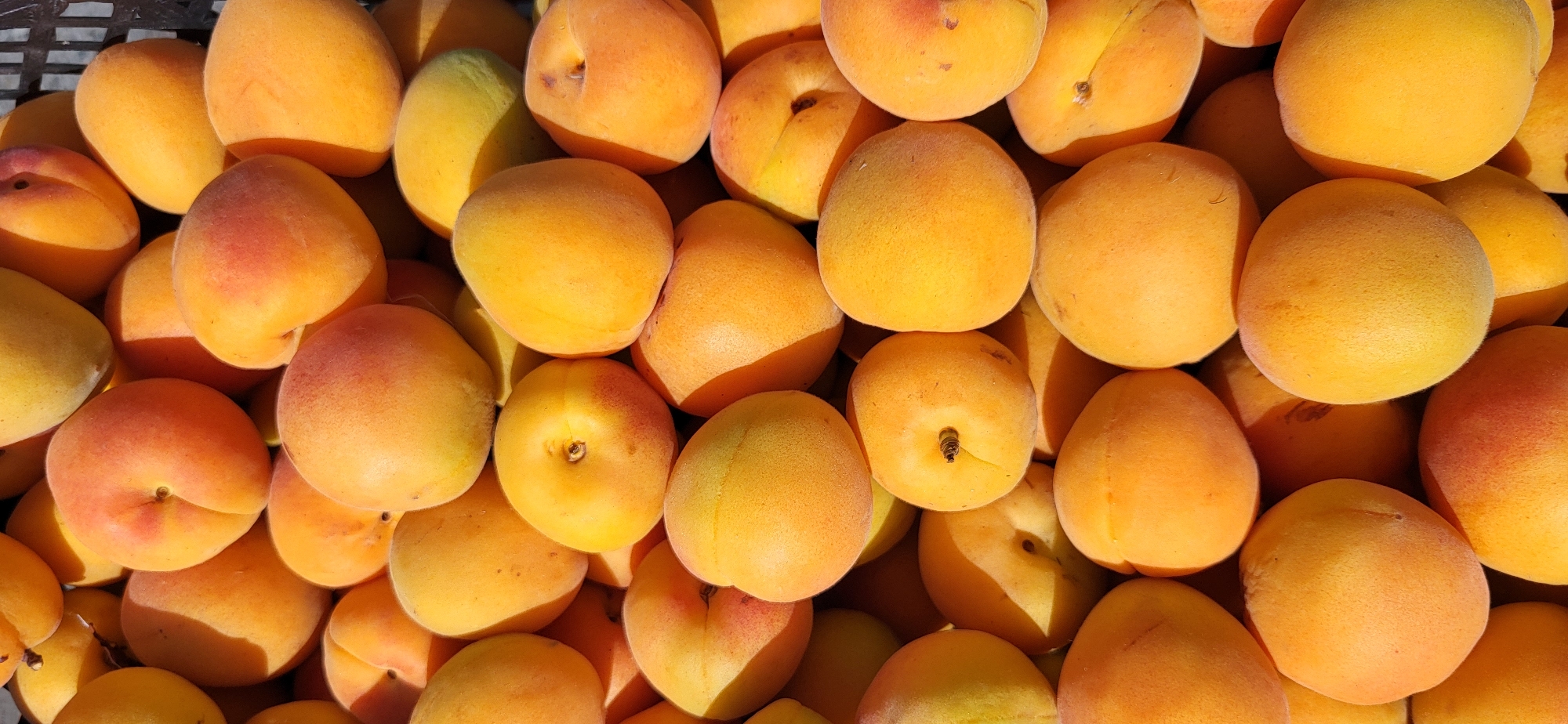 A close-up, overhead shot captures a large pile of ripe apricots, their fuzzy skins radiating shades of orange and yellow. The fruits are densely packed, obscuring much of the background, though a glimpse of a black plastic crate is visible in the upper right corner. The apricots appear fresh and ready for consumption, with no visible blemishes or damage. The lighting suggests a natural, outdoor setting, possibly a market stall. This image was taken in Taldykorgan, Kazakhstan.