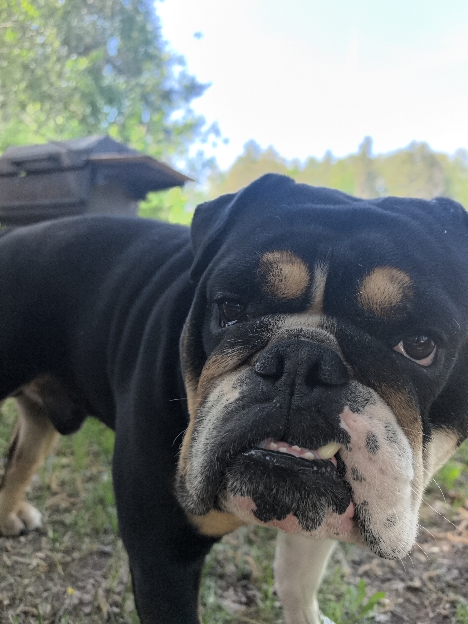 A close-up shot features a black and tan English Bulldog in an outdoor setting. The dog is the primary subject, positioned in the foreground, with its head angled towards the camera. The dog has droopy skin on the face. Behind the dog, a blurry background suggests a grassy area with trees and a slightly out-of-focus structure, which could be a birdhouse or small shed. The lighting appears to be natural daylight. The location, Noviy, Russia, is not visually verifiable from the image.