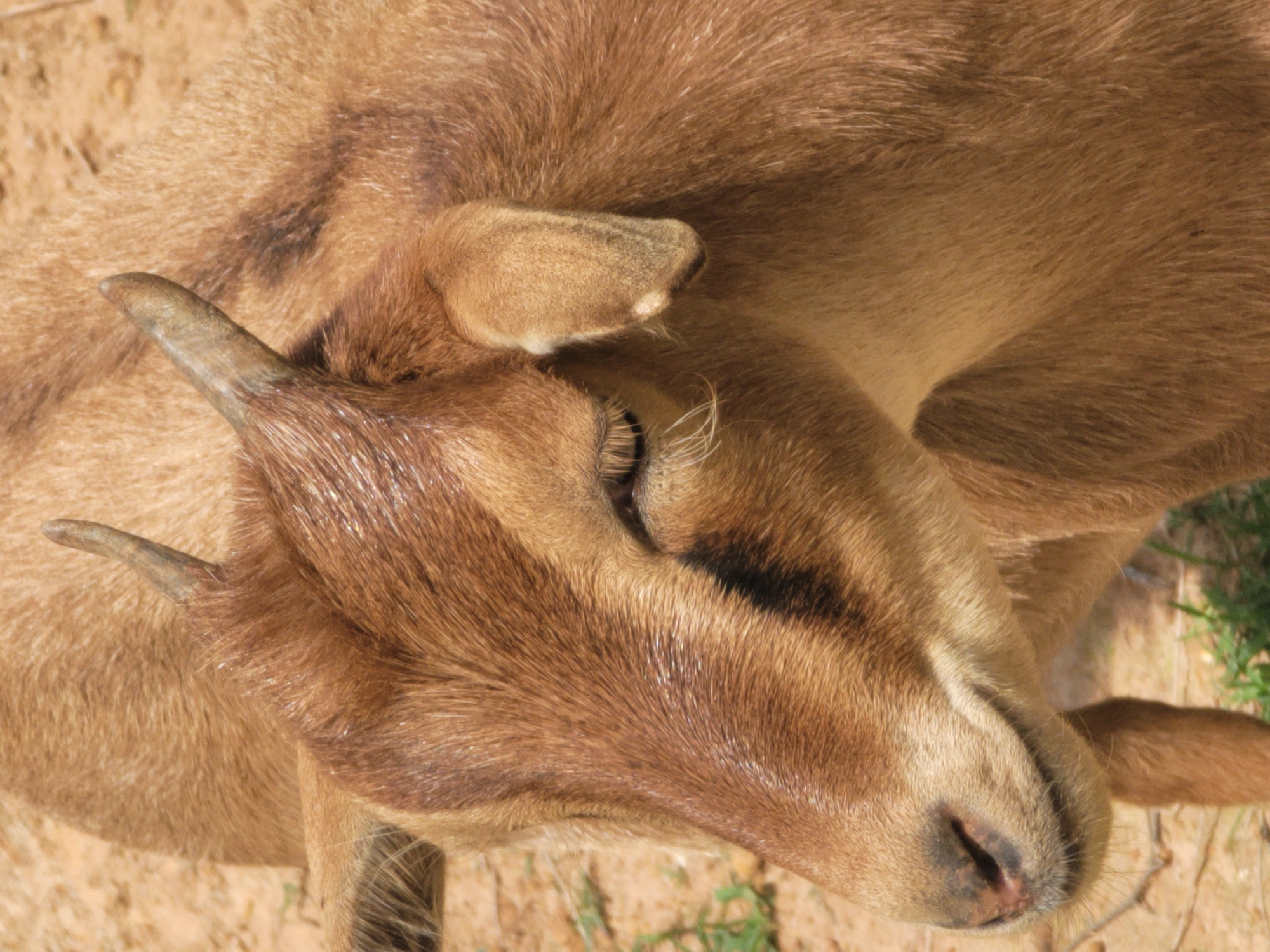 A close-up, medium-shot, eye-level photograph shows a young, brown goat with small, dark horns and light brown fur. The goat's head is turned to its right, and its eye is partially closed. The goat's nose is dark and wet, and it has white whiskers. The background is a blurred mix of light brown soil and green grass, suggesting an outdoor, natural environment. There is no indication of human presence or urban setting; therefore, the image cannot be linked to Barakin Akawo, Nigeria.