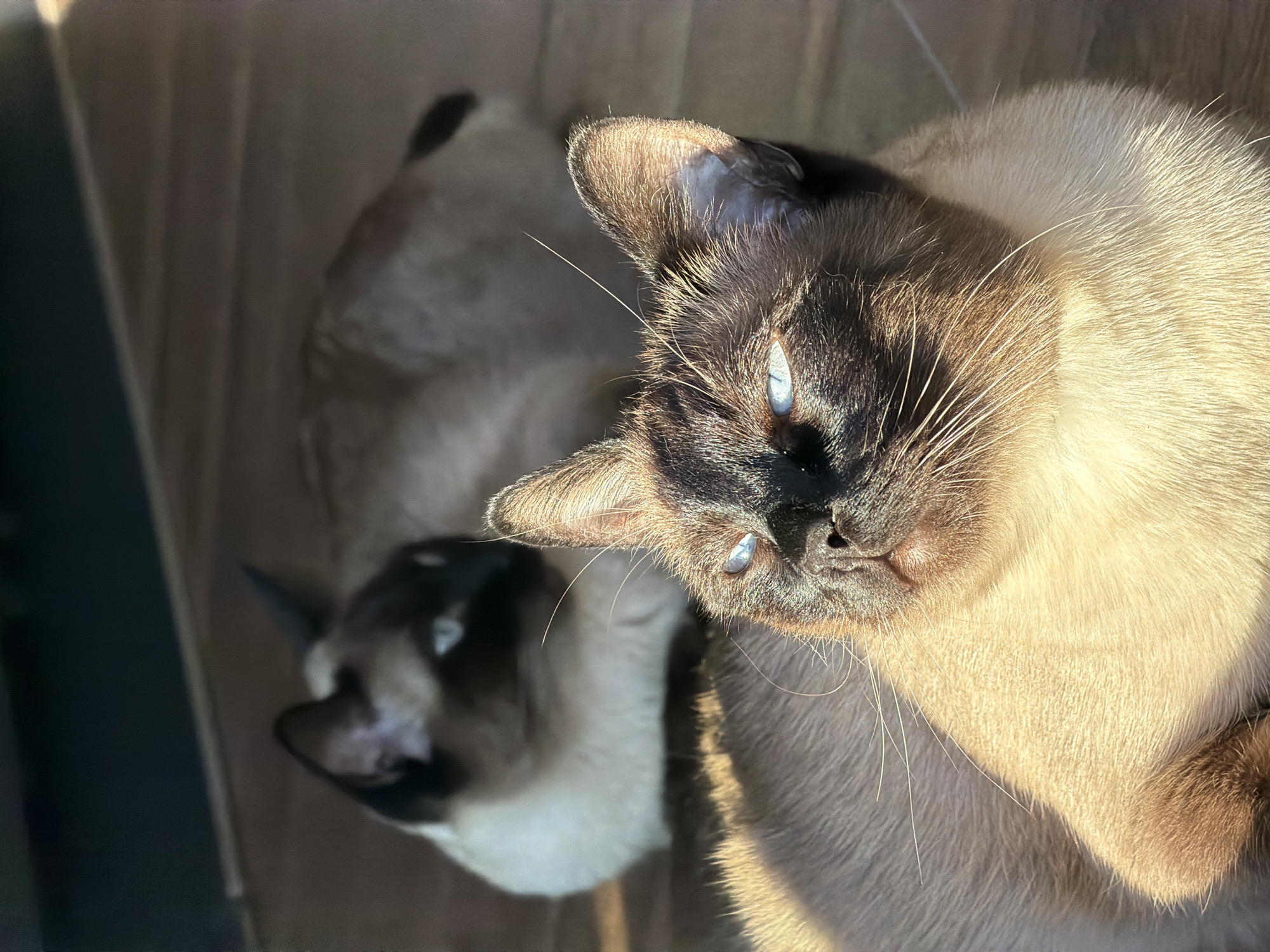 Two Siamese cats are captured resting indoors on a wooden floor, basking in a warm patch of sunlight. The image is taken from an elevated perspective, looking down at the animals.
In the foreground, the dominant subject is a Siamese cat with characteristic dark brown points on its face and ears, contrasting with its lighter cream-colored body. Its piercing blue eyes are clearly visible, and long white whiskers fan out from its snout. The cat is looking directly towards the viewer, its face brightly lit by the sunlight, creating strong highlights and enhancing the texture of its fur.
Behind and slightly to the left of the foreground cat, another Siamese cat is partially visible, appearing to be lying down in a similar relaxed posture. Its head and part of its body, also displaying dark points and blue eyes, are discernible but are more in shadow and slightly out of focus compared to the main subject.
The setting appears to be a domestic interior with a wooden floor, suggesting a comfortable and peaceful atmosphere. The strong, direct sunlight indicates daytime and clear weather conditions outside, allowing a bright beam of light to stream into the room and illuminate the cats. The overall mood is one of tranquility and contentment as the felines relax in the sun. No text is visible in the image. The location context for this scene is Лемболово-парк Днп, Russia.