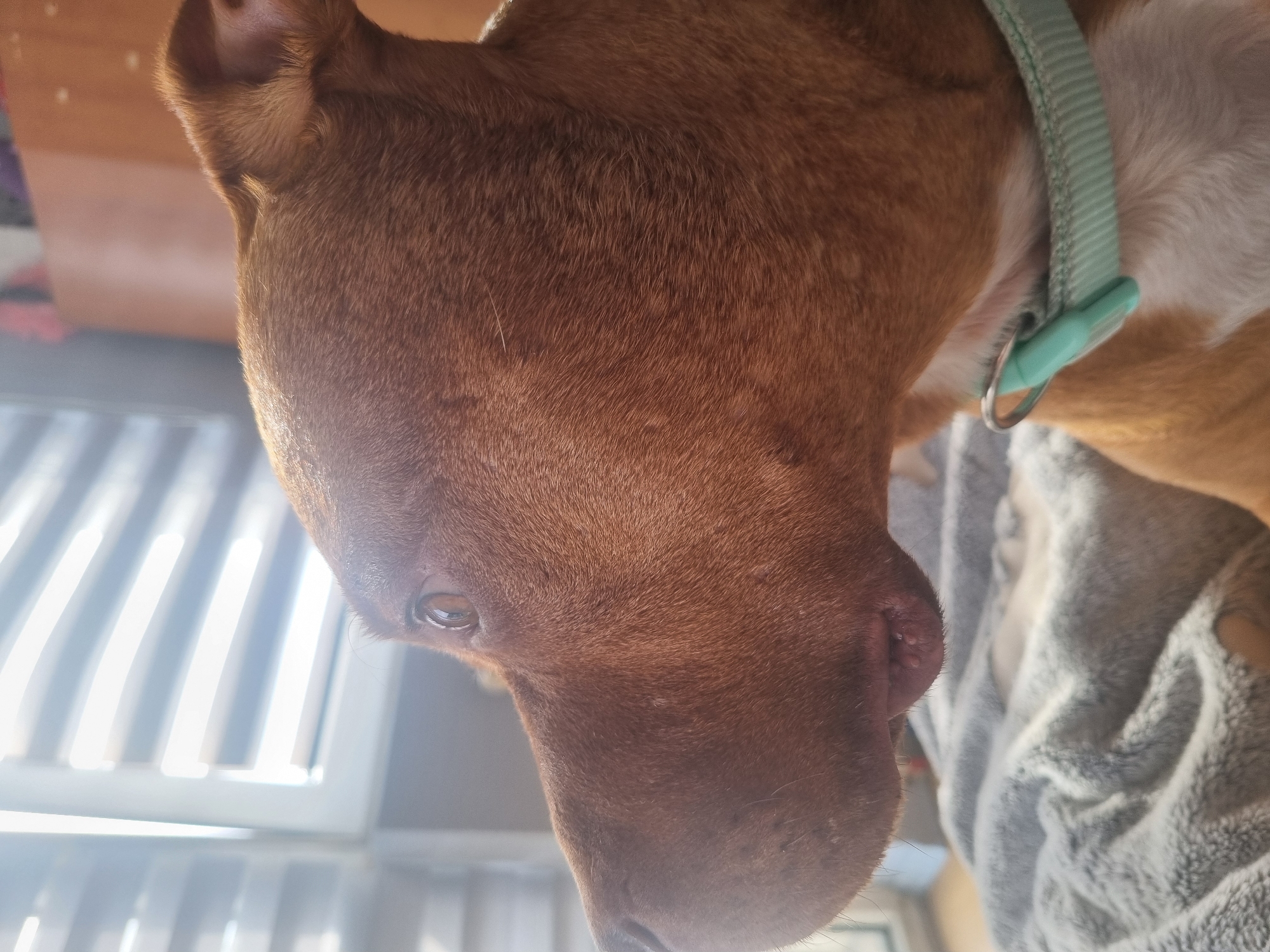A close-up, slightly downward angled shot focuses on the head of a brown dog wearing a light blue collar. The dog's right ear and eye are visible. The dog is in an indoor setting, with light shining through blinds. A light gray, textured fabric is visible behind the dog. The city and location are not identifiable in this image.