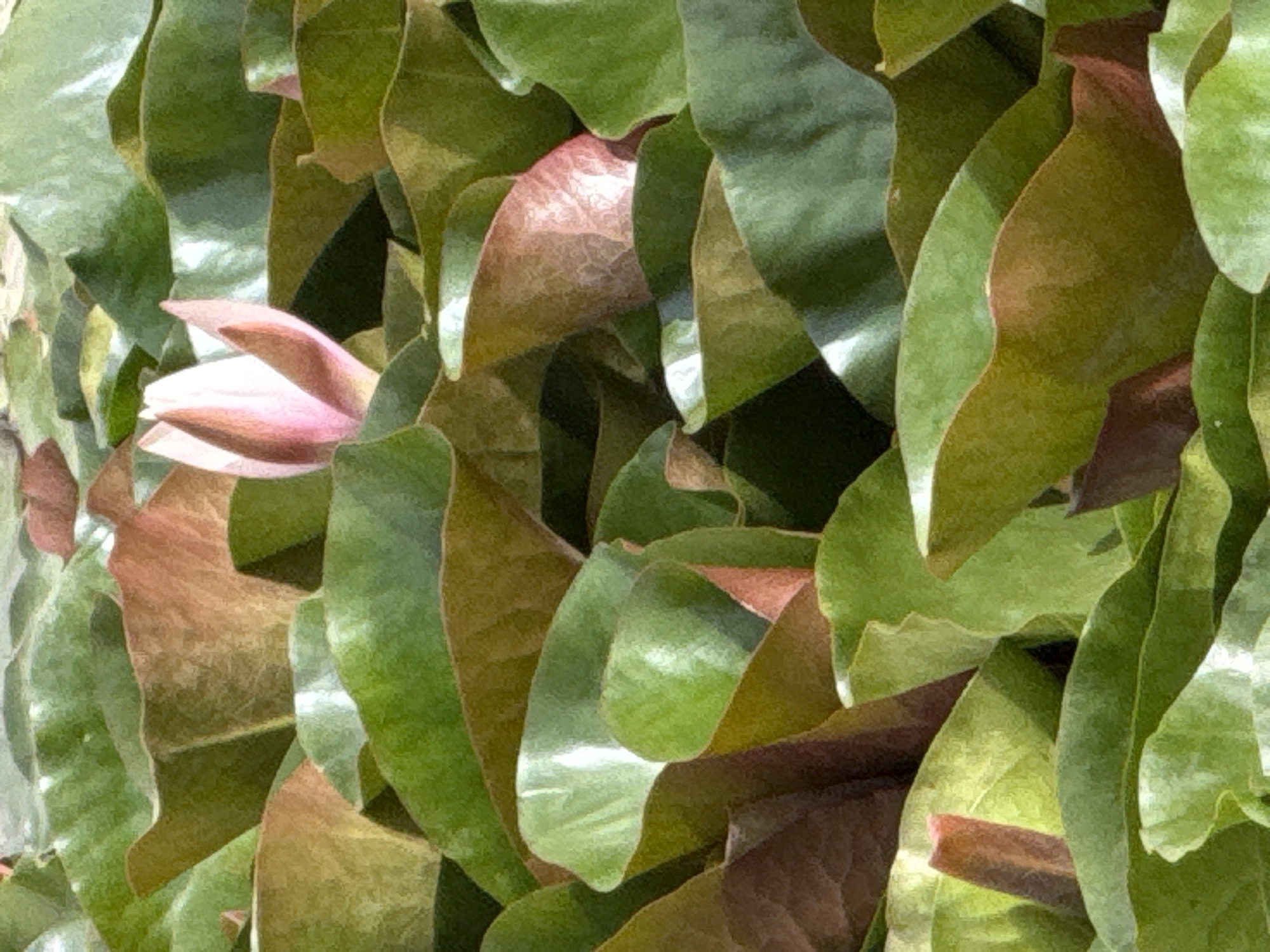 A cluster of lily pads is shown from a high angle. One pink water lily bud is visible in the center of the frame, partially obscured by the leaves. The lily pads are a mix of green and reddish-brown hues, with some showing the sheen of water. The image appears to have been taken in a pond or lake.