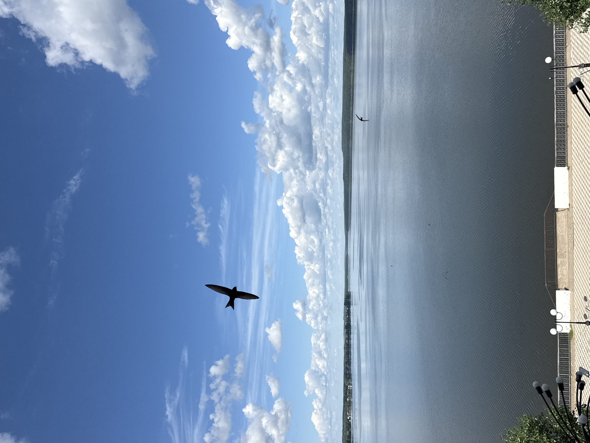 A wide shot captures a serene daytime view of a large body of water, likely a lake or river, under a bright blue sky dotted with fluffy white clouds. In the foreground, a paved walkway lined with decorative railings and lampposts suggests a public embankment. Two birds are visible in flight over the water; one, a dark silhouette, is prominent in the upper left quadrant of the frame, while another, smaller bird is further in the distance. The far bank of the water is lined with a dark green, wooded horizon. The scene is likely Votkinsk, Russia, given the prominence of the water and the implied urban setting of the embankment.