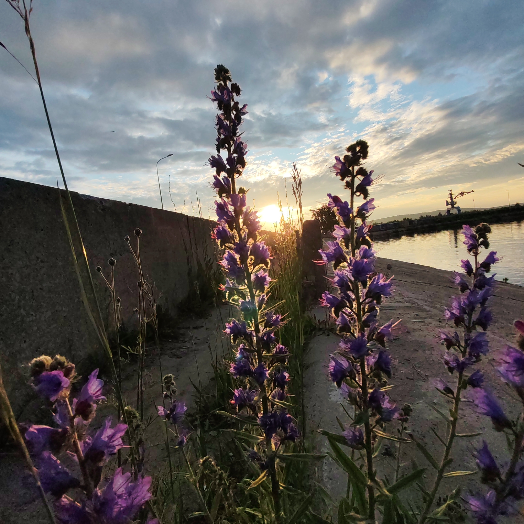 A close-up, low-angle shot captures several purple flowers in bloom against a backdrop of a cloudy sky at sunset, likely near the Kama River in Chaikovsky, Russia. The setting sun, visible behind the flowers and low on the horizon, casts a warm glow that highlights the delicate petals and stems. In the background, a concrete embankment runs along the water's edge, with a distant industrial crane visible on the far side of the river. The overall atmosphere is serene and natural, with the vibrant purple flowers drawing the viewer's attention to the foreground.