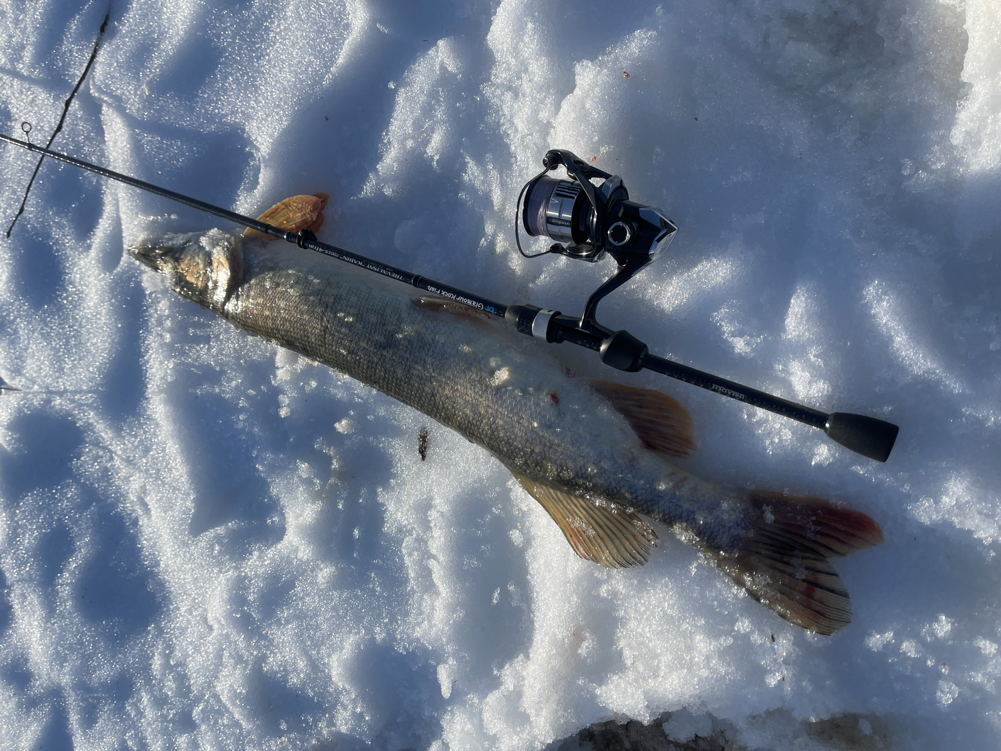 A fish and fishing rod lie on snow. The fish is a greyish-silver color with reddish fins. The fishing rod is black and has a silver reel. The scene is outdoors on a sunny day. I am unable to verify the location within the city of Chaikovsky, Russia.