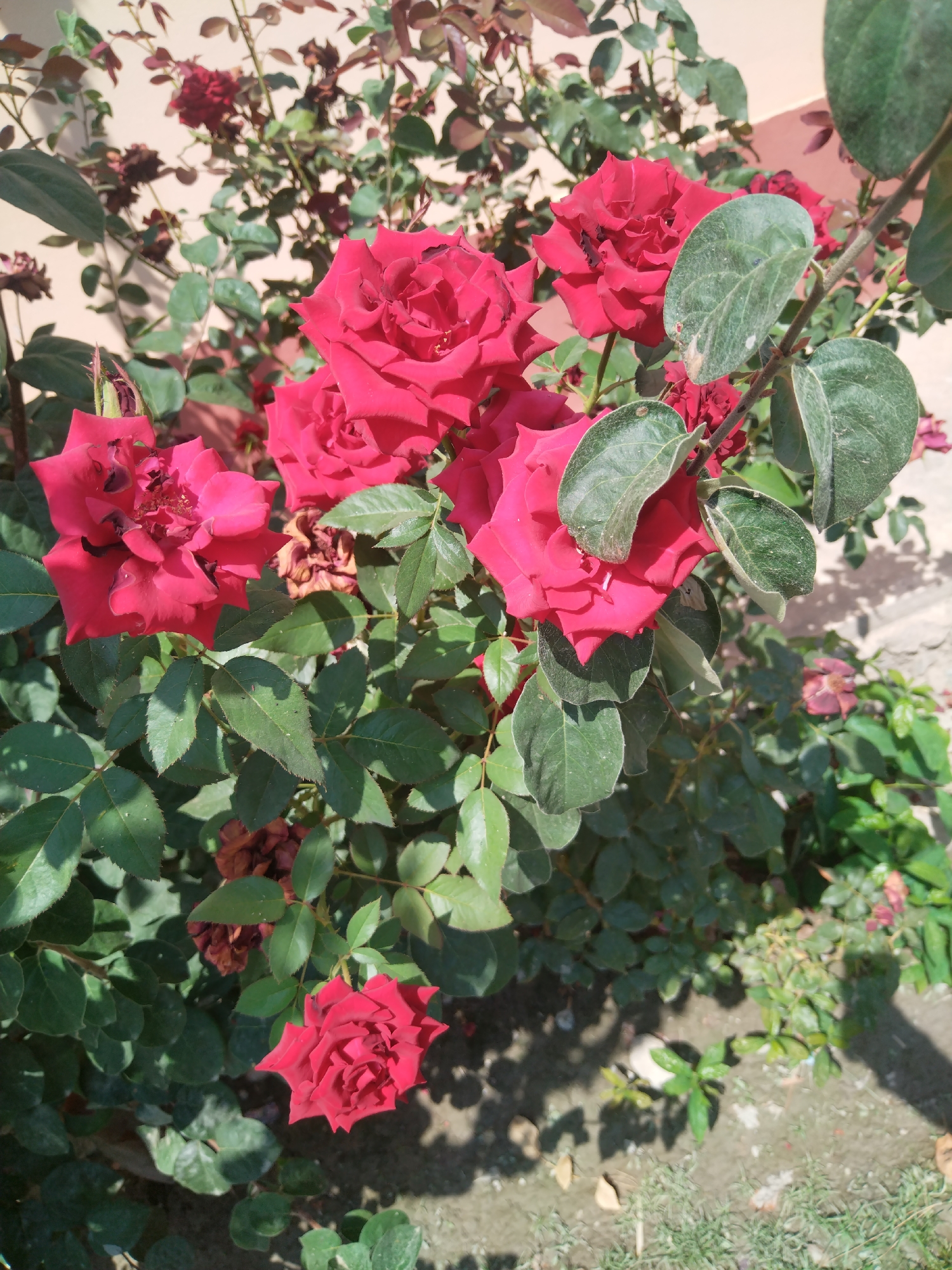 The image shows a close-up view of several red roses and green leaves. The roses are in various stages of bloom, with some fully open and others still budding. The leaves are lush and green, with some appearing slightly dusty. The background is a light-colored wall, possibly stucco, with some shadows cast on it. The ground beneath the roses appears to be a mix of dirt and grass. The scene is illuminated by natural sunlight, creating a dappled light effect on the plants and ground. No people or specific landmarks of Lagan, Uzbekistan, are visible.