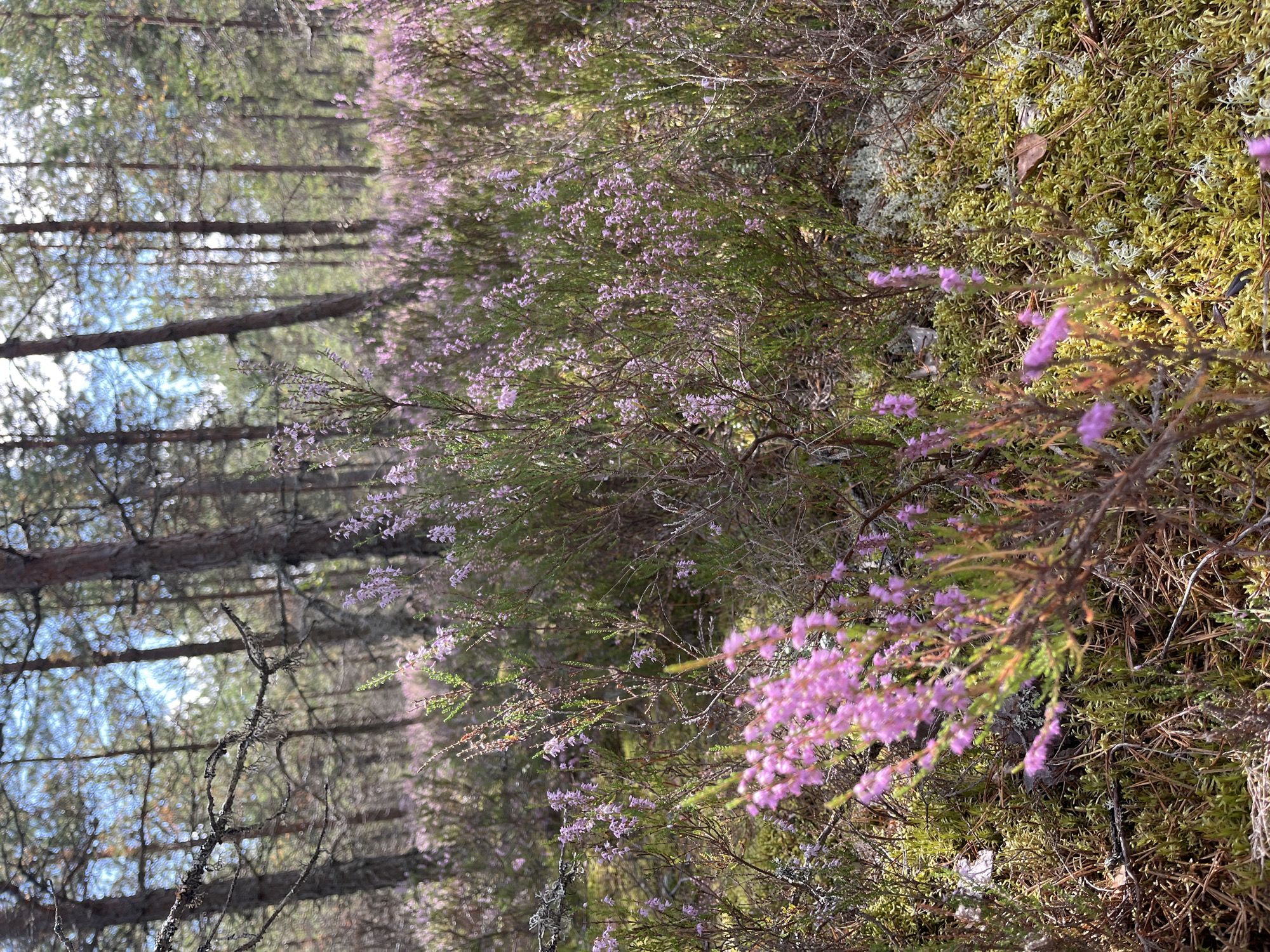 A low-angle, close-up shot captures a forest floor blanketed with moss and heather in bloom. The heather, characterized by its small, bell-shaped purple flowers and needle-like green leaves, dominates the foreground and extends throughout the scene. Pine trees, with their rough, reddish-brown bark and sparse needles, rise in the background, creating a natural canopy that allows dappled sunlight to filter through. The overall atmosphere is serene and natural, suggesting an undisturbed woodland environment. The image depicts a scene likely found in or near Pillapalu, Estonia, a region known for its extensive pine forests and characteristic undergrowth of heather and moss.