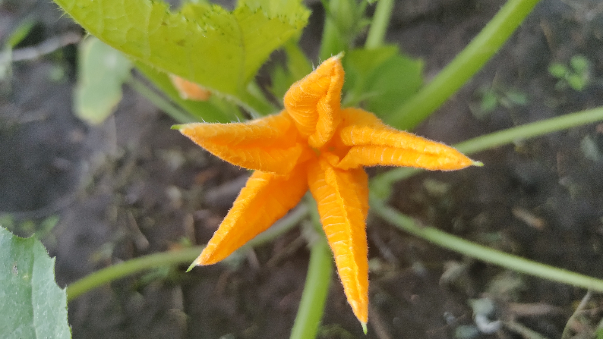 A close-up, overhead shot shows an orange, star-shaped squash blossom in Mikhaylovka, Russia. The bloom is fuzzy with five pointed petals and is surrounded by green leaves and stems. The background is a blur of dark soil and some small green plants.