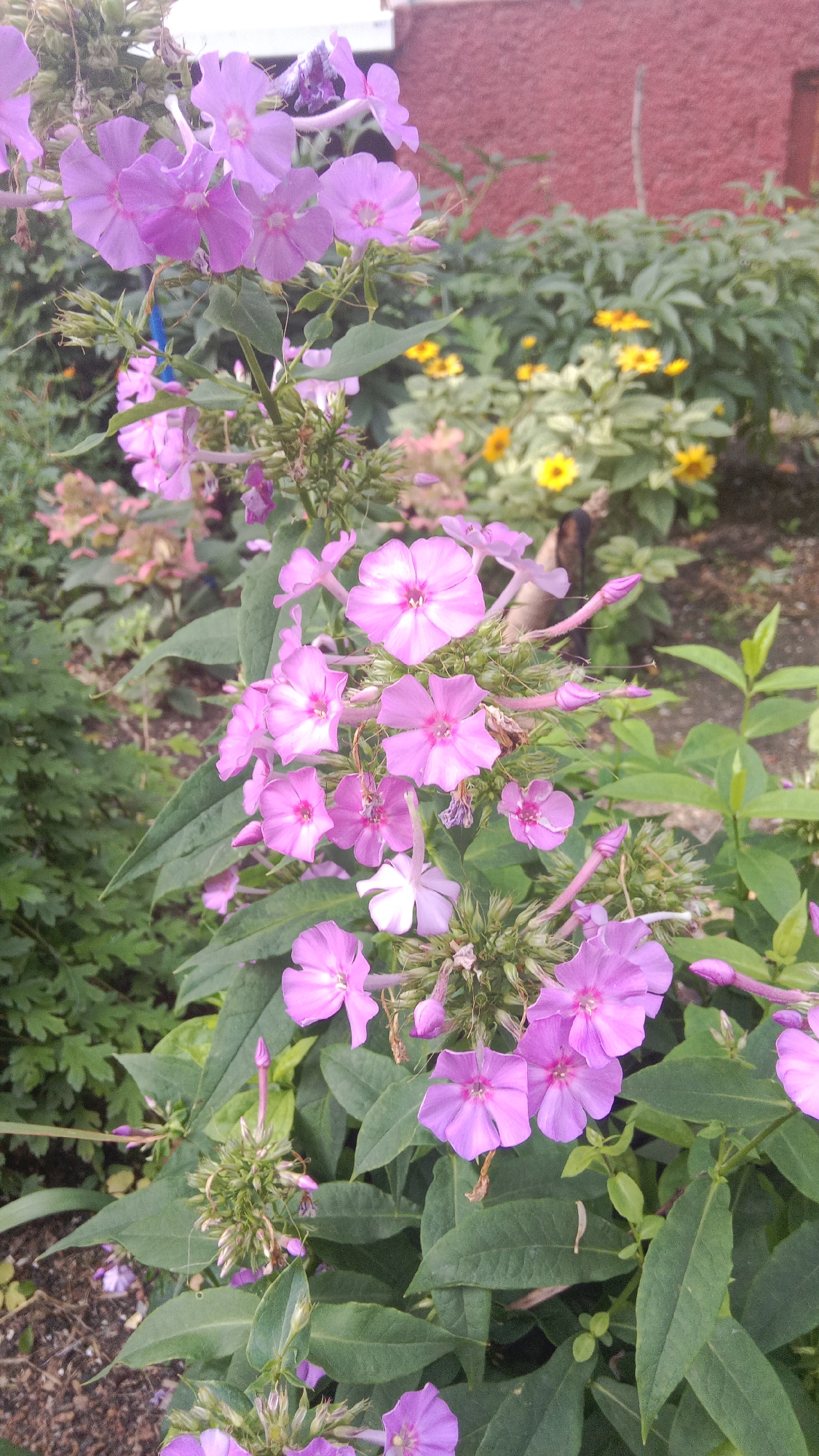 A close-up shot of a flowering plant with vibrant pink and lavender blossoms. The flowers have five delicate petals and are clustered together on green stems. The background shows a blurred garden with other flowers and greenery, including yellow flowers and a red brick building. The image appears to be taken outdoors in a garden setting.