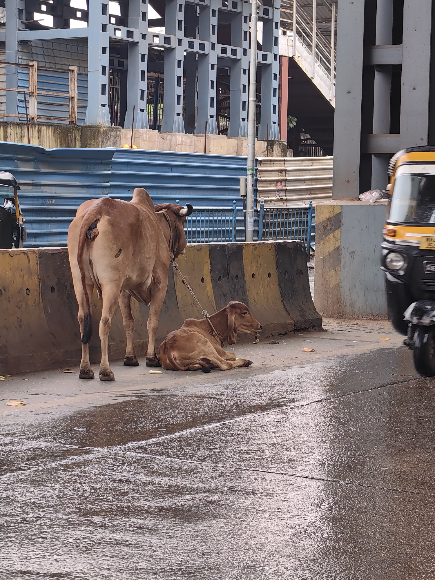 In Mira Bhayandar, India, an adult brown cow stands tethered by a rope to a smaller brown calf lying on the wet pavement. They are situated on a sidewalk next to a yellow and black concrete barrier. Behind the barrier, a blue corrugated metal fence is visible, and beyond that, a large grey metal structure, likely part of a construction or overpass project, dominates the background. To the right of the cows, a black and yellow auto-rickshaw is partially visible, its front wheel and side in motion. The ground is wet, indicating recent rain or cleaning. The scene appears to be on a city street or thoroughfare.