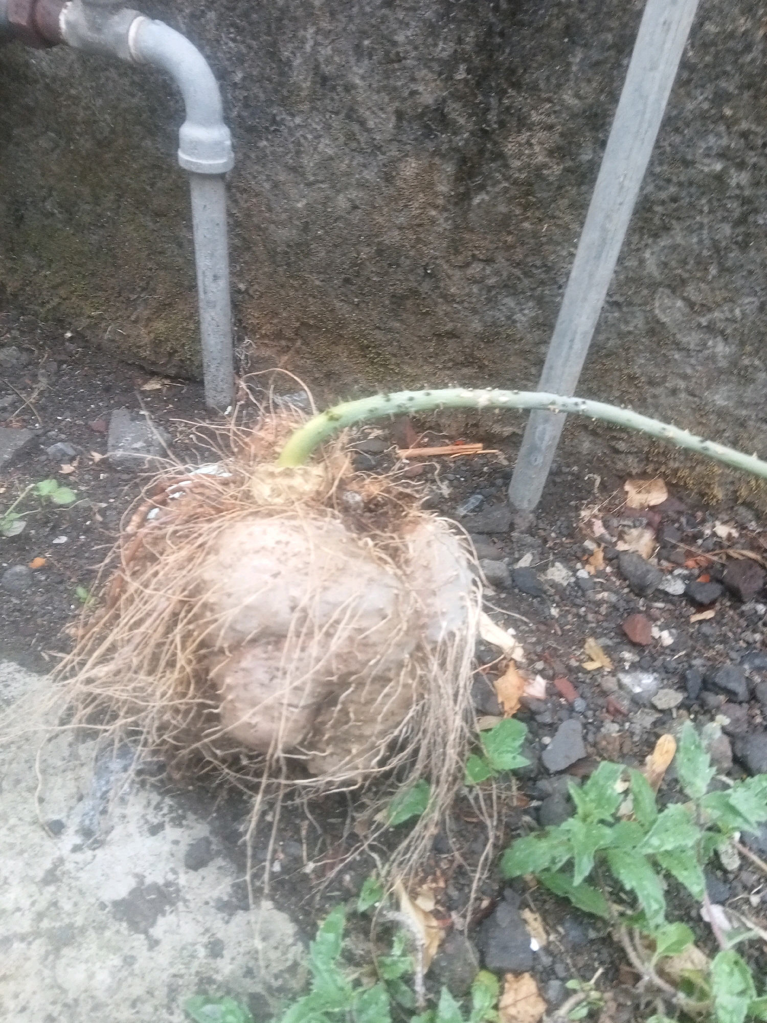 In a garden area of Mendoyo, Indonesia, a large, fibrous tuber is partially exposed from the soil. A green stem, covered in small dark thorns, arches out from the top of the tuber. The tuber is surrounded by thin, tan-colored roots. In the background, a rough concrete wall is visible, with a gray pipe attached to it. Another gray pole stands vertically near the wall. The ground is covered with dark soil, small stones, and scattered dry leaves. There are also some small green plants growing amongst the debris.