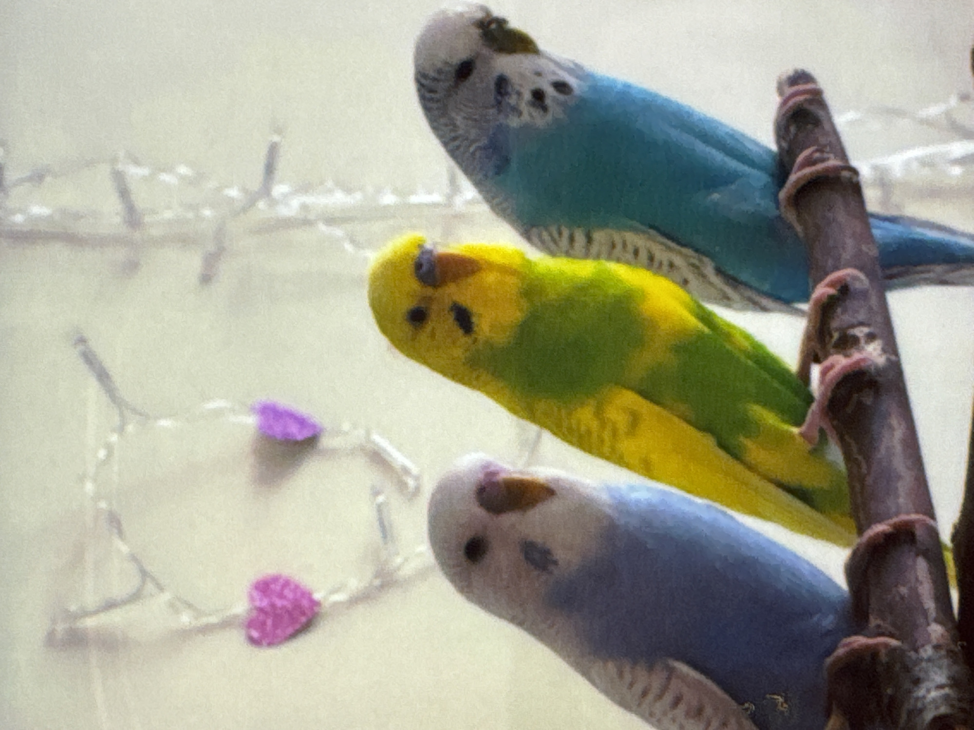 Three budgies are perched on a dark branch in front of a white background, with blurred pink heart-shaped decorations hanging in the upper portion of the image. The budgie on the left is predominantly light blue with some white and gray markings. The middle budgie is bright yellow and green. The budgie on the right is primarily teal blue with black and white markings on its head and neck. All three birds are facing towards the right side of the frame.