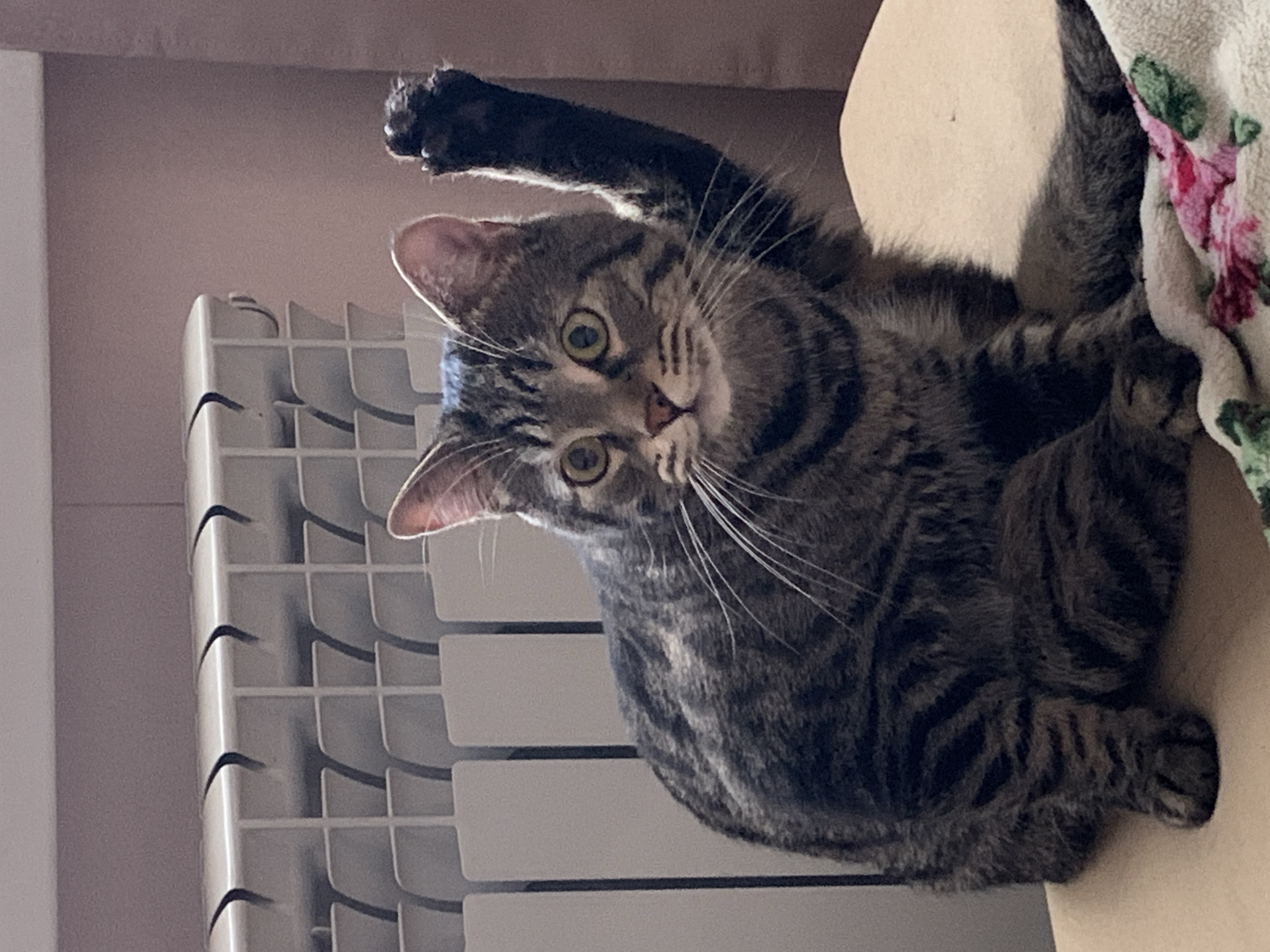 A domestic shorthair tabby cat with dark gray and black stripes sits on a tan surface, with its front right paw raised in the air. The cat has green eyes and white whiskers. Behind the cat is a white radiator with horizontal slats. The background wall is a muted pinkish-brown color. A portion of a blanket with a floral pattern in pink and green is visible in the lower right corner of the image. The lighting suggests an indoor setting.