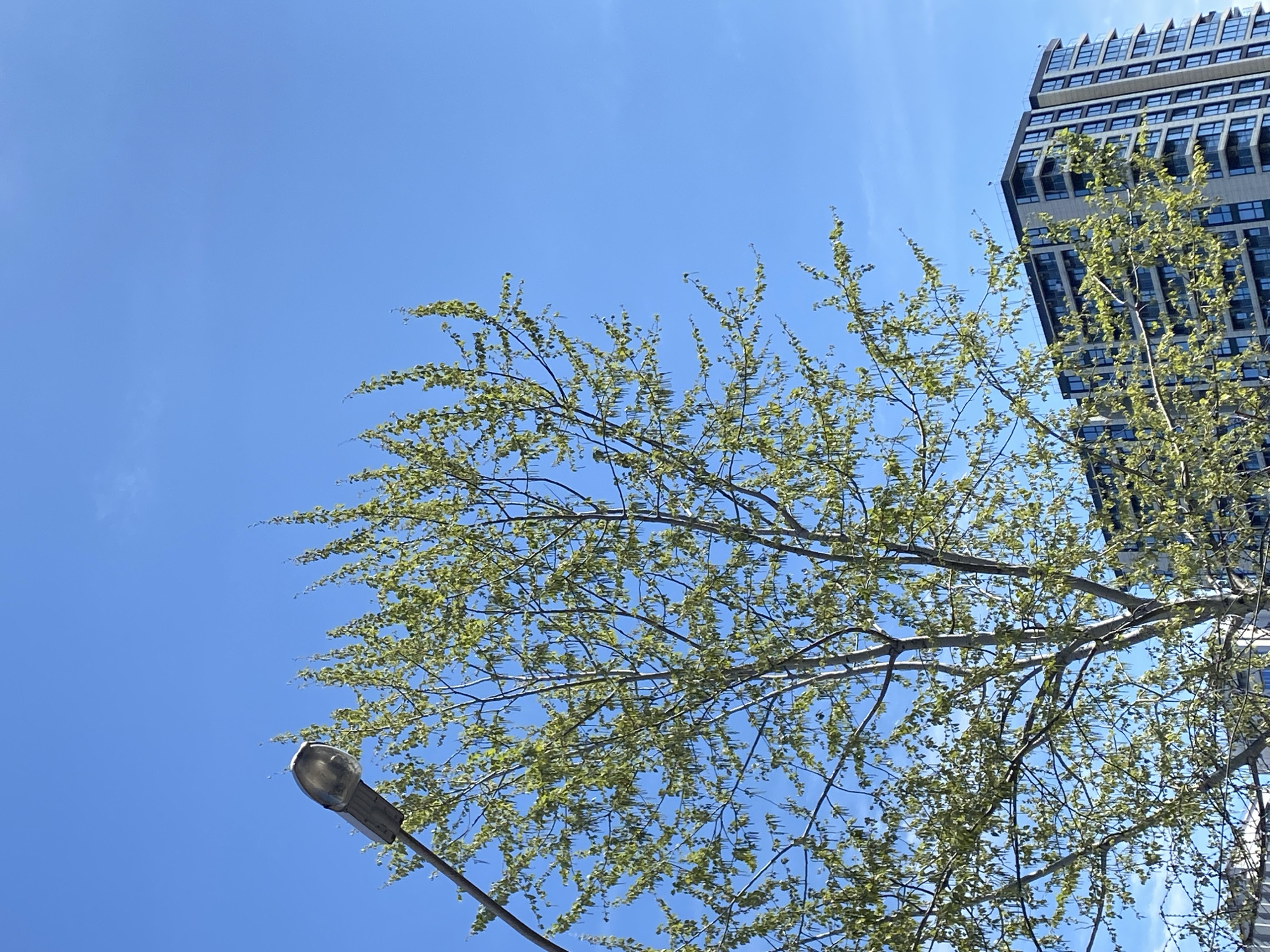 A low-angle shot shows a street lamp and tree branches with new leaves against a blue sky. A tall building is partially visible on the right. There is no evidence of the location being in Sochi, Russia.