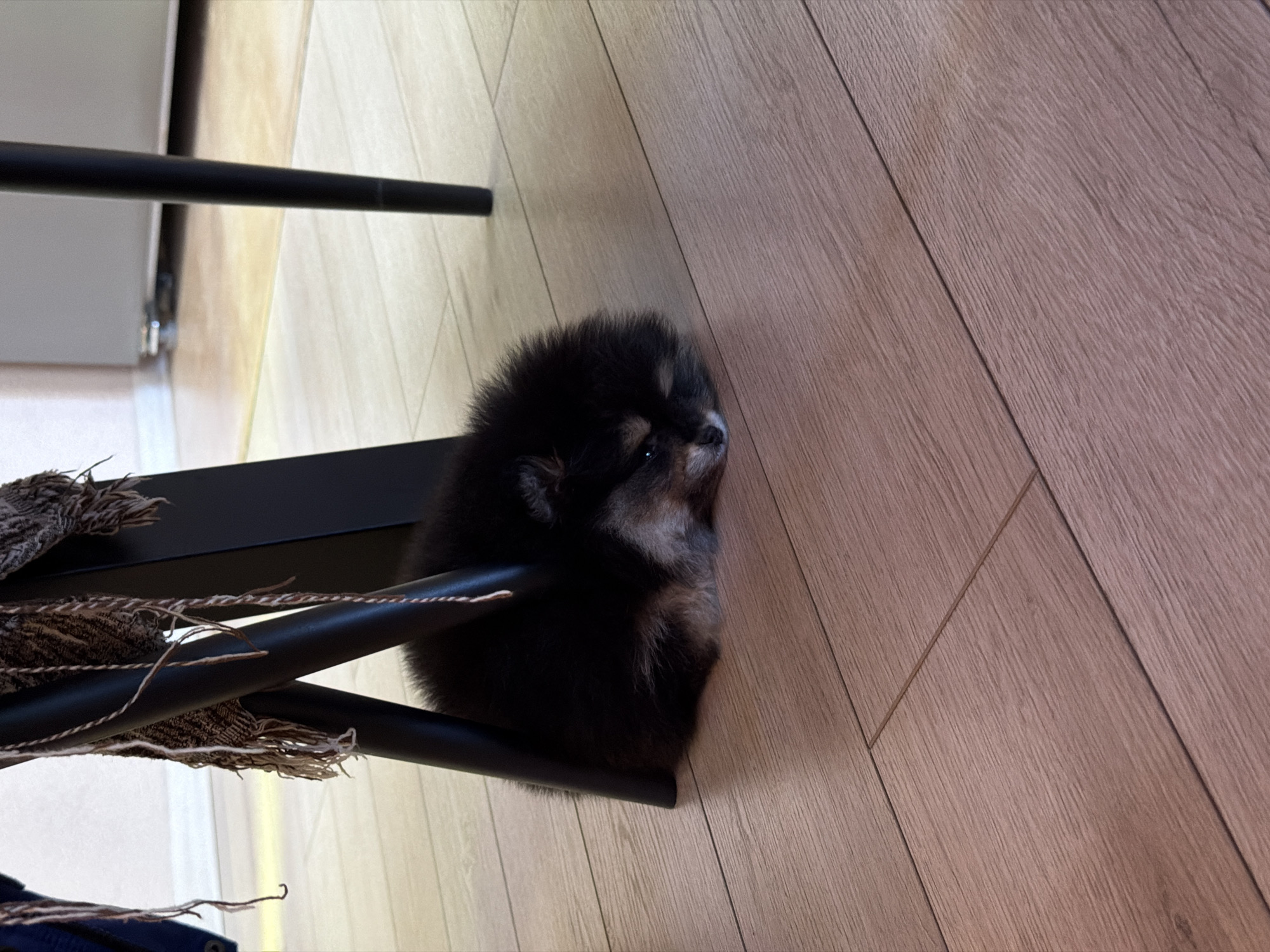A small, black and tan Pomeranian puppy is lying on a light brown, wood-grain floor next to the leg of a black metal table. Part of a brown and white fringed object rests on the table leg. The location in Panagyurishte, Bulgaria, is not evident from the provided image.
